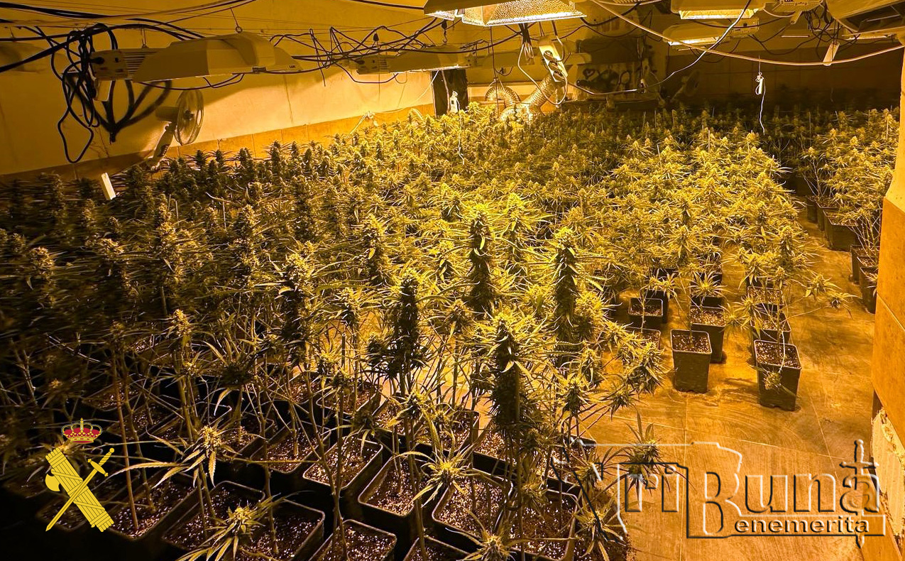 11 plantacion marca de agua