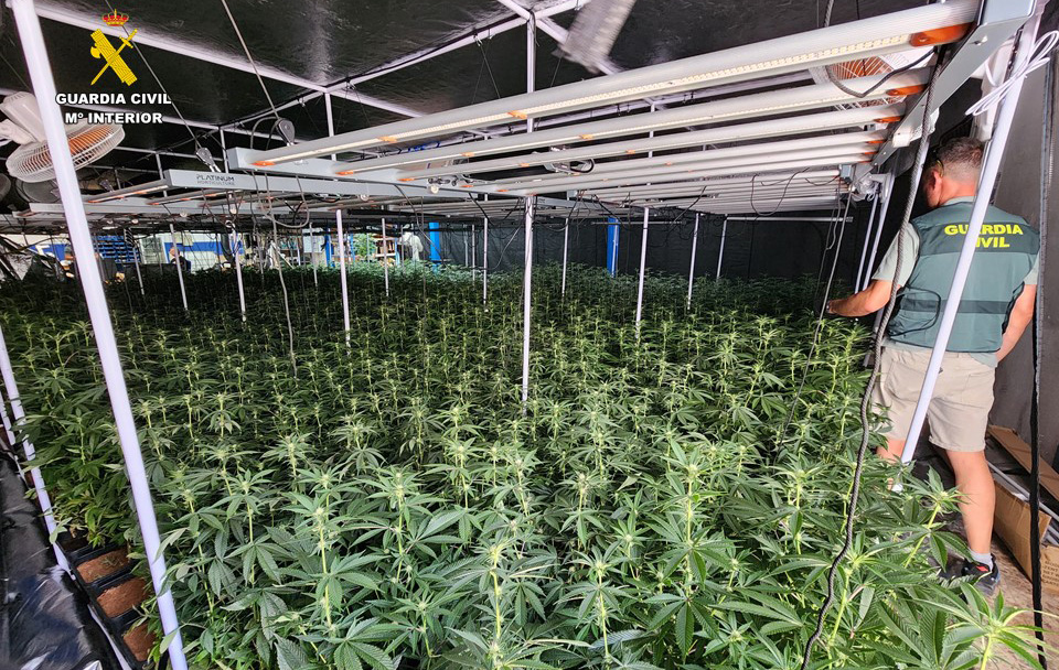 02 edit marihuana intervenida SAX