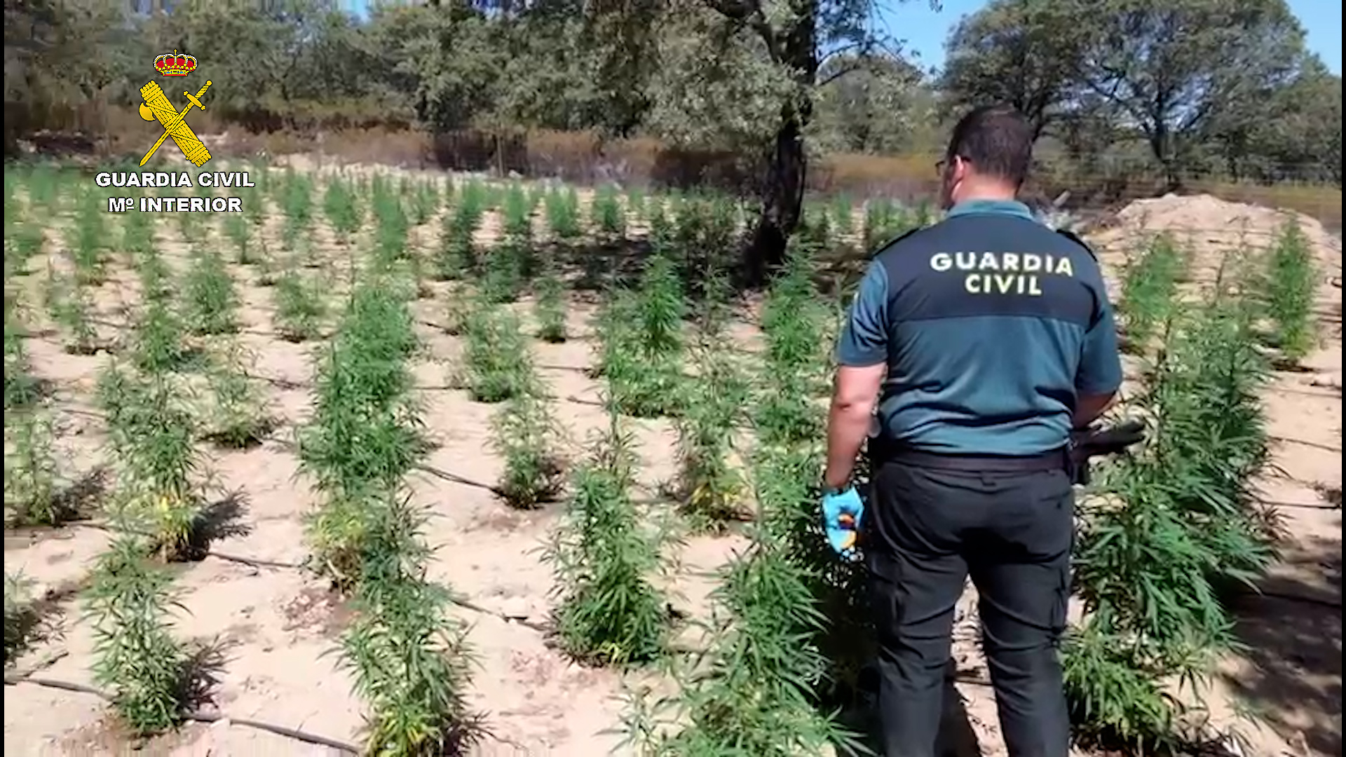 1 plantacion seprona cordoba