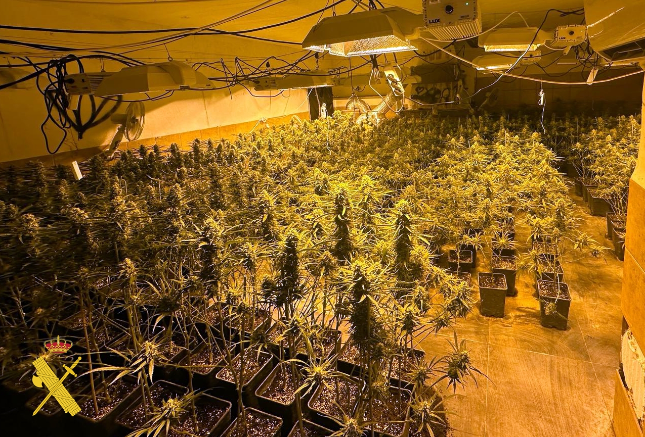 11 plantacion almeria