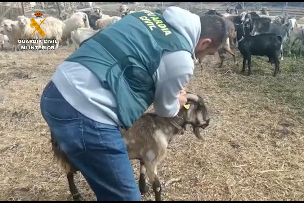 110522 estafa ganado las palmas 980x654