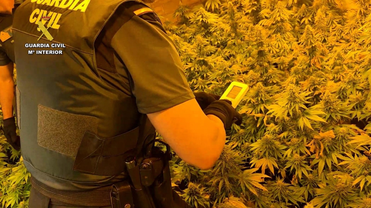 1200 marihuana