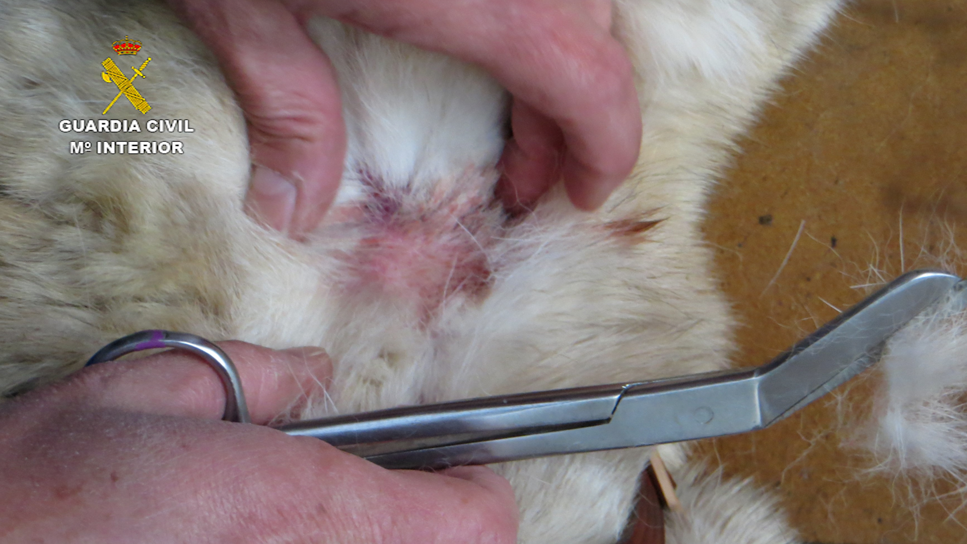 2022 06 04 Maltrato animal Navarra 01