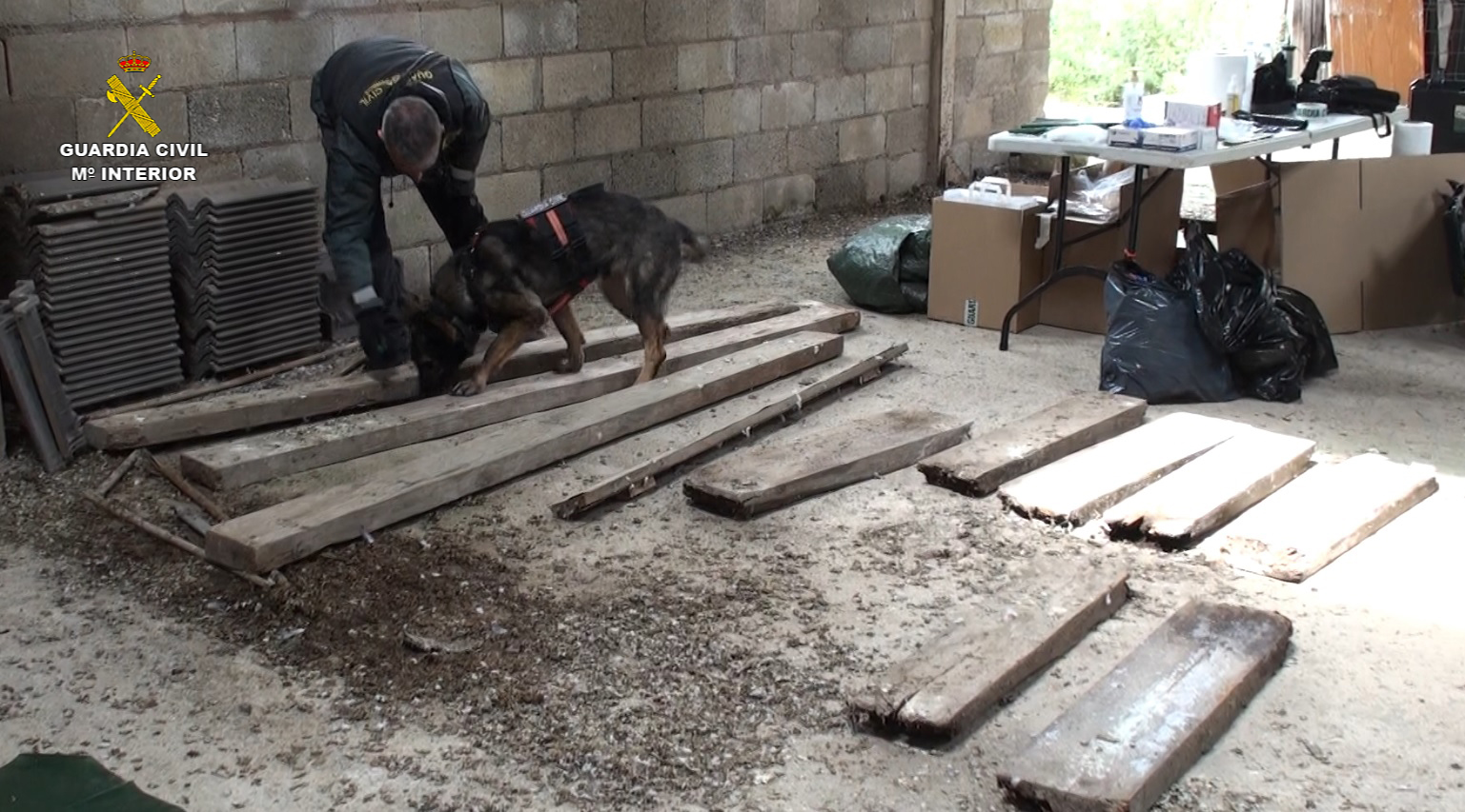 20220405 busqueda perra XENA