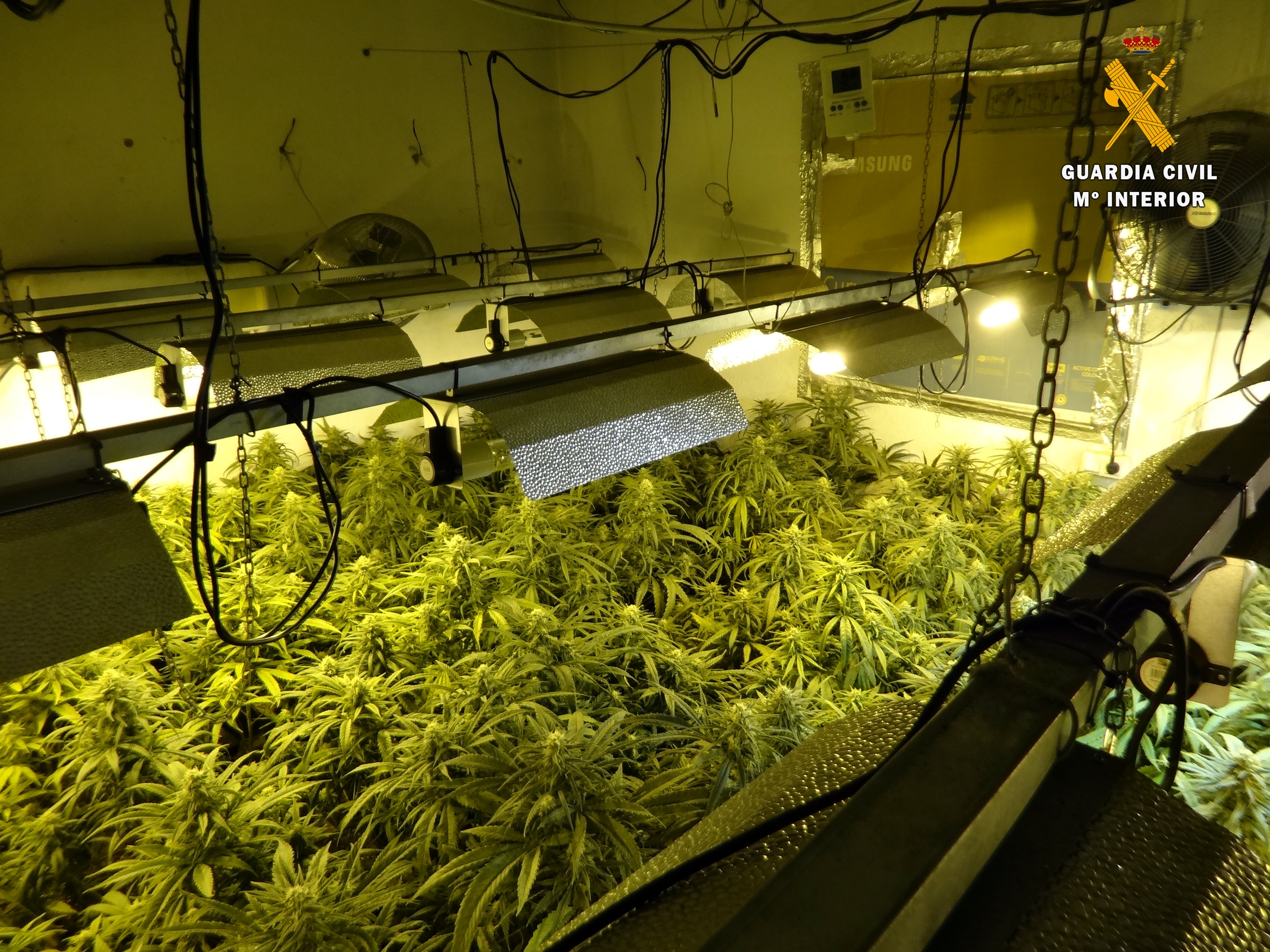 20220503 DET1P CULTIVO MARIHUANA GERGAL