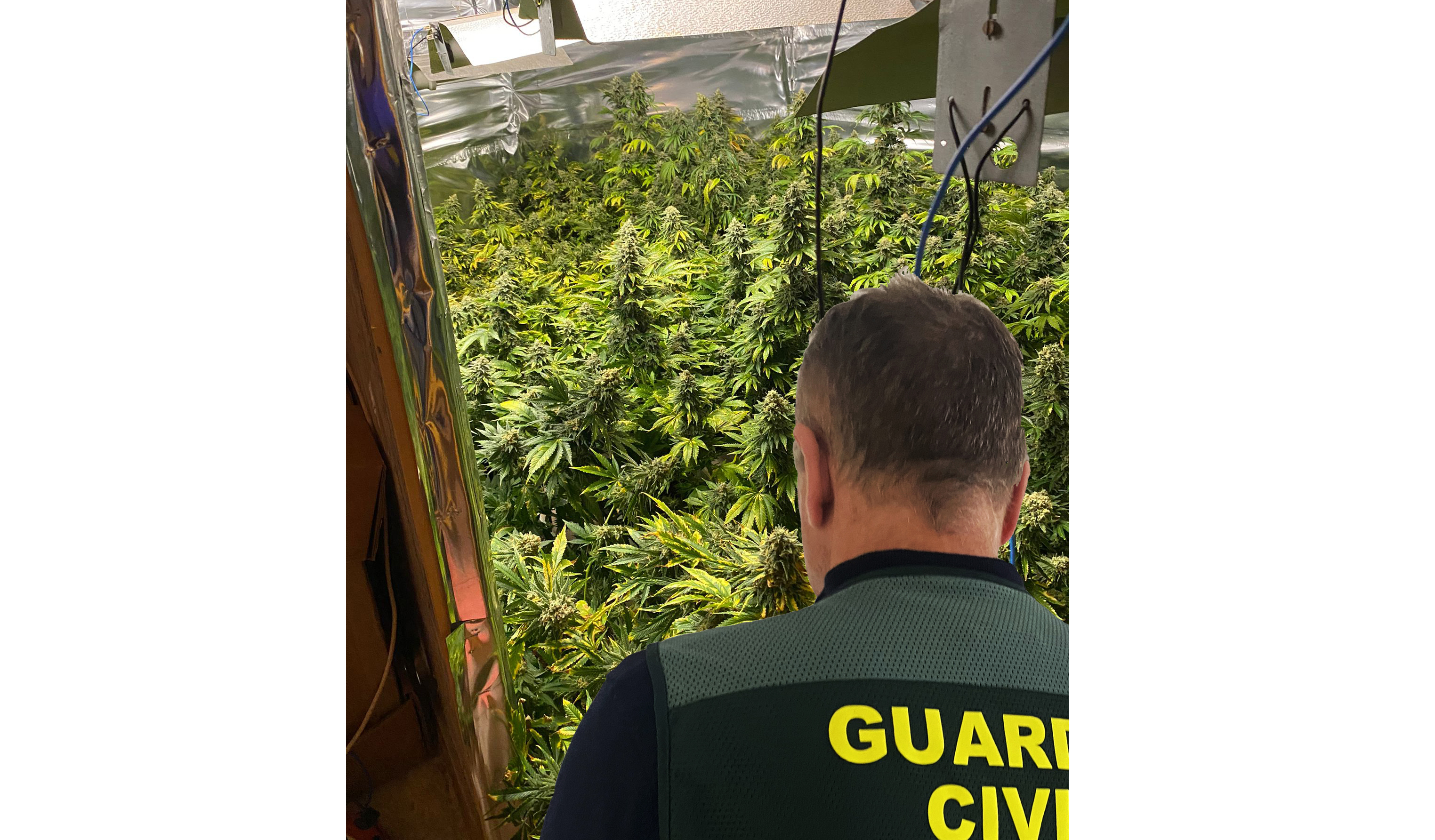 20221108 plantación marihuana algaida 4