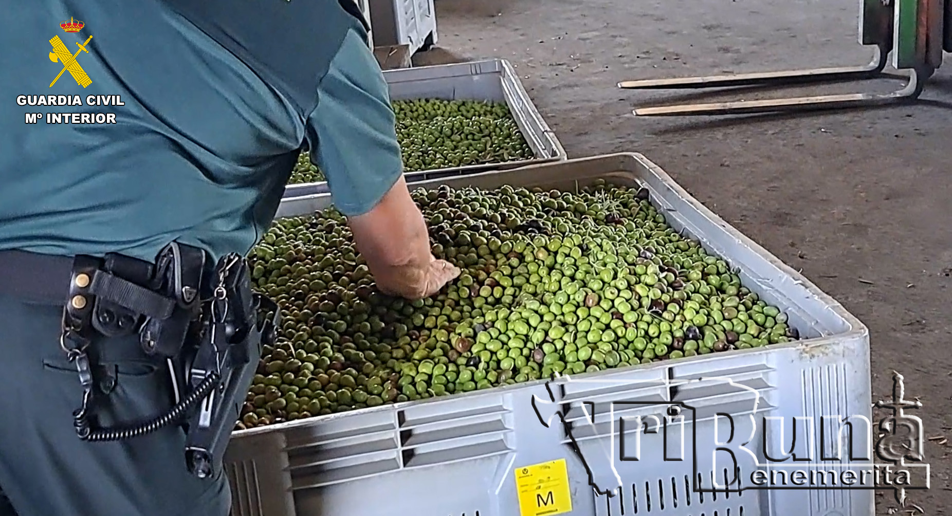 2023 10 18 campaña aceituna 01