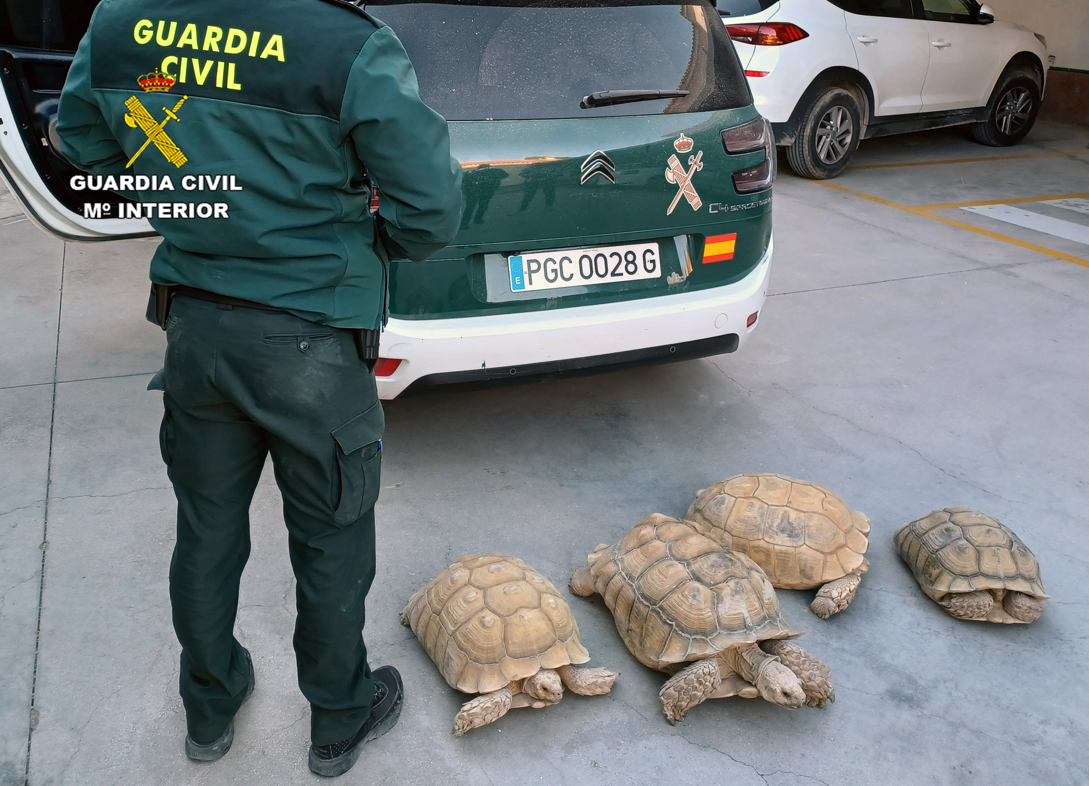 20230122 RECUPERACION TORTUGAS 01