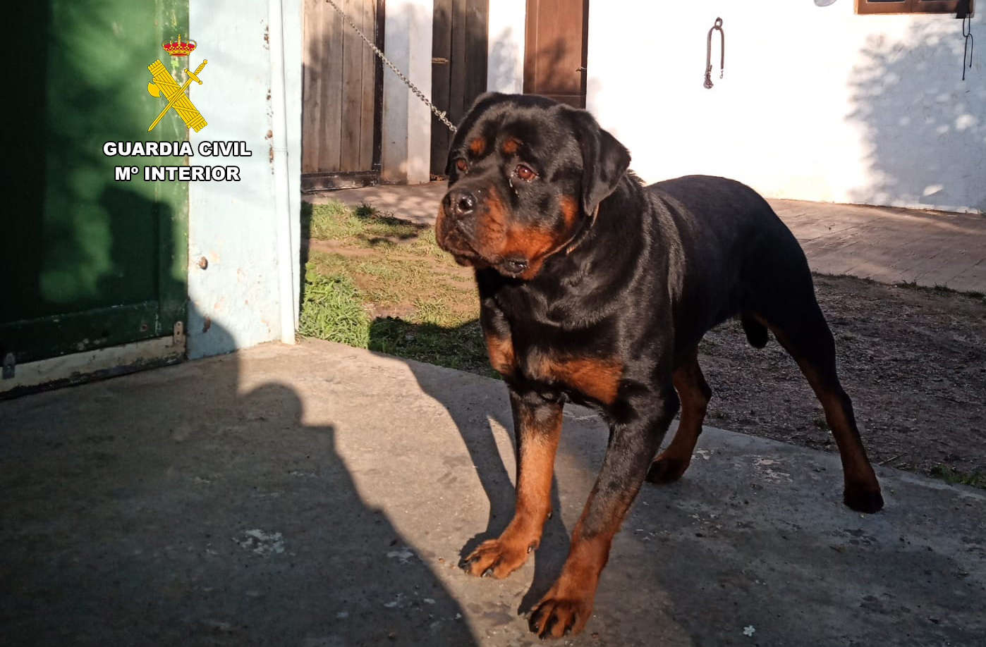 20230314 perro incautado