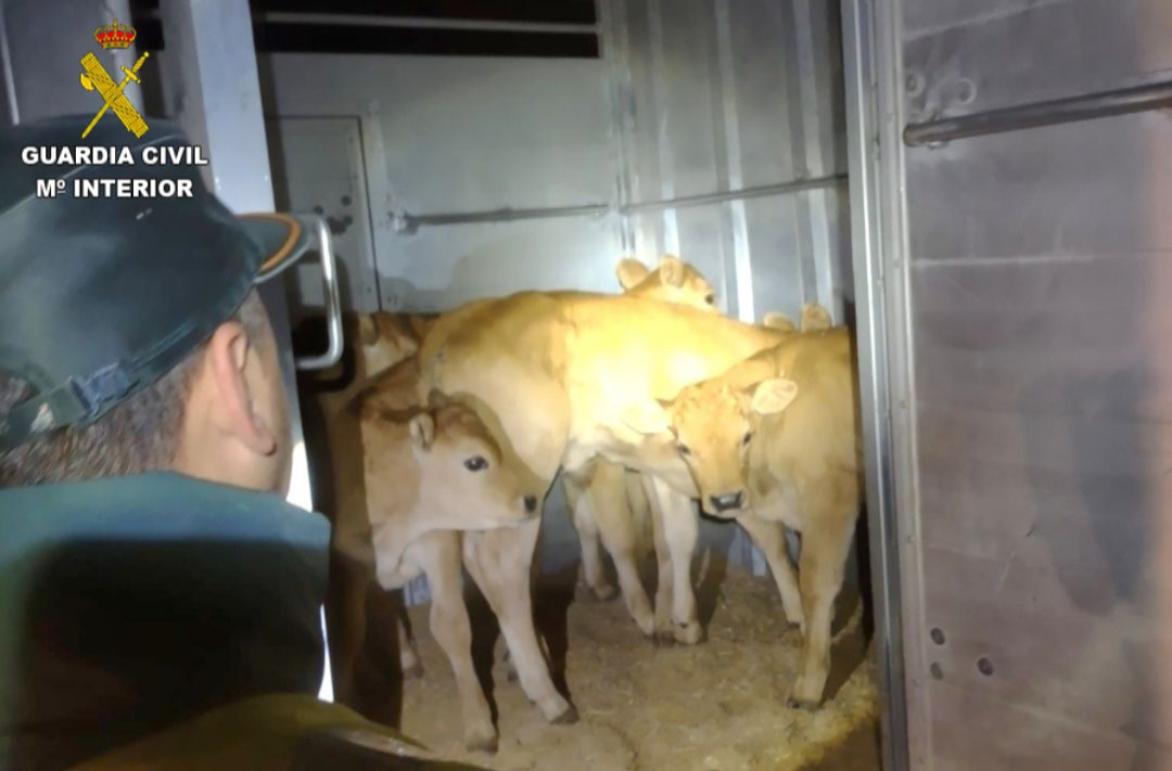 20230405 TERNEROS SIN DOCUMENTACION TUI.jpg