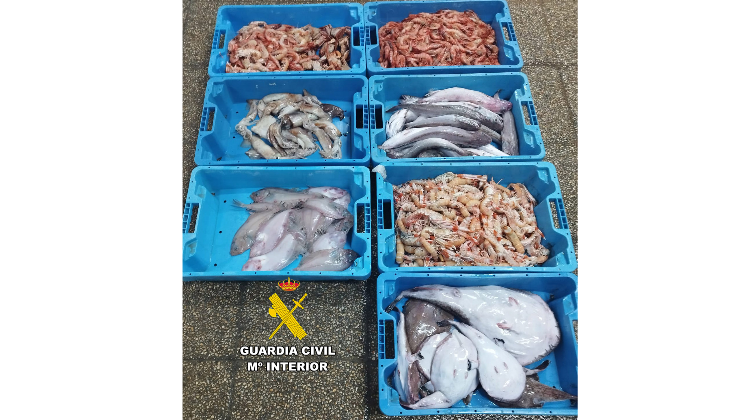 20230419 pescado incautado