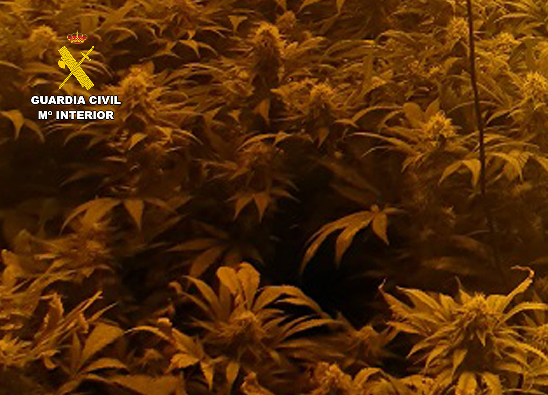 20230429 OP TABLAJERA TRAFICO DROGA MARIHUANA LTC 02