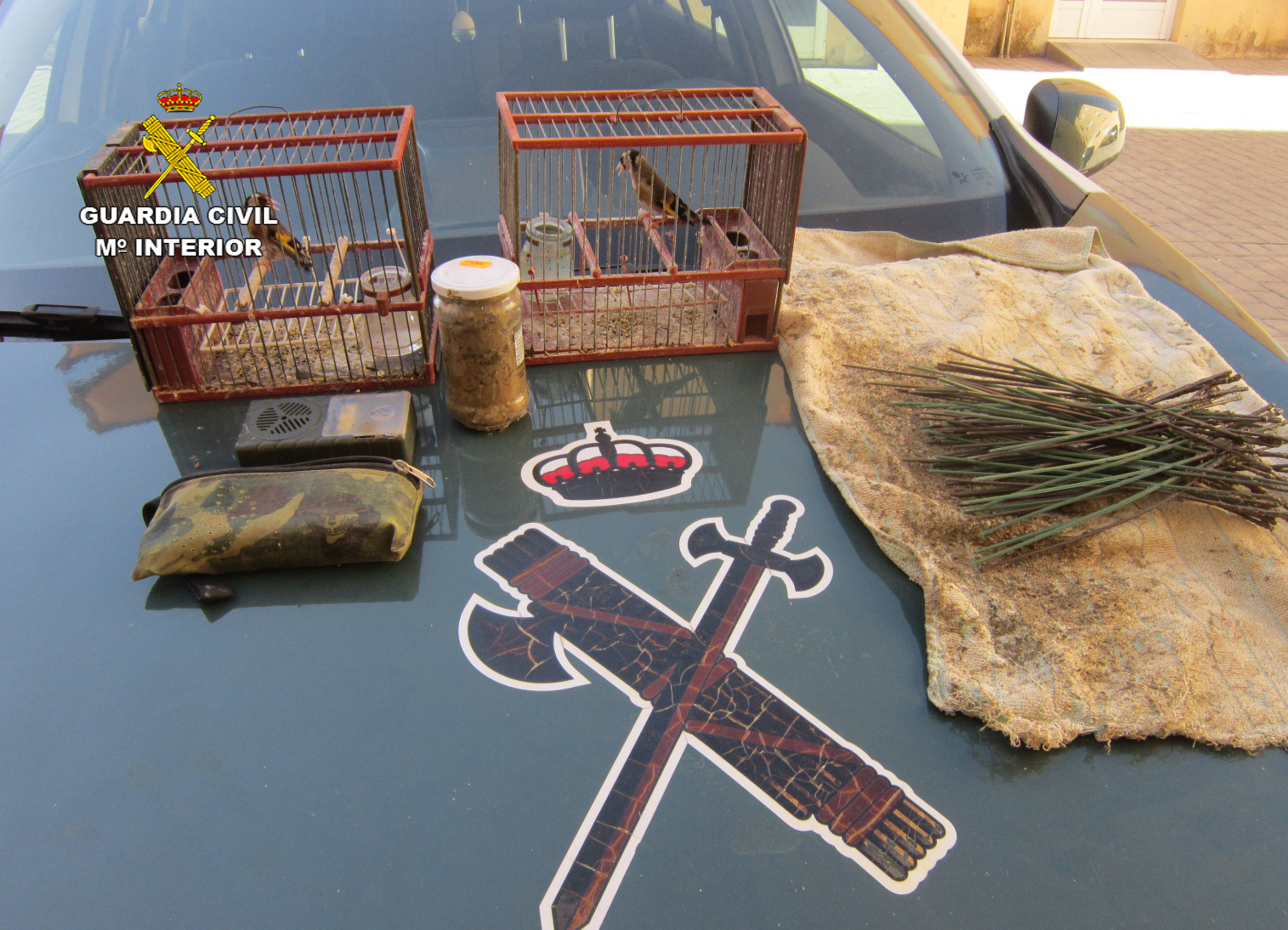 20230811 FRINGILIDAS SPN CVC 04