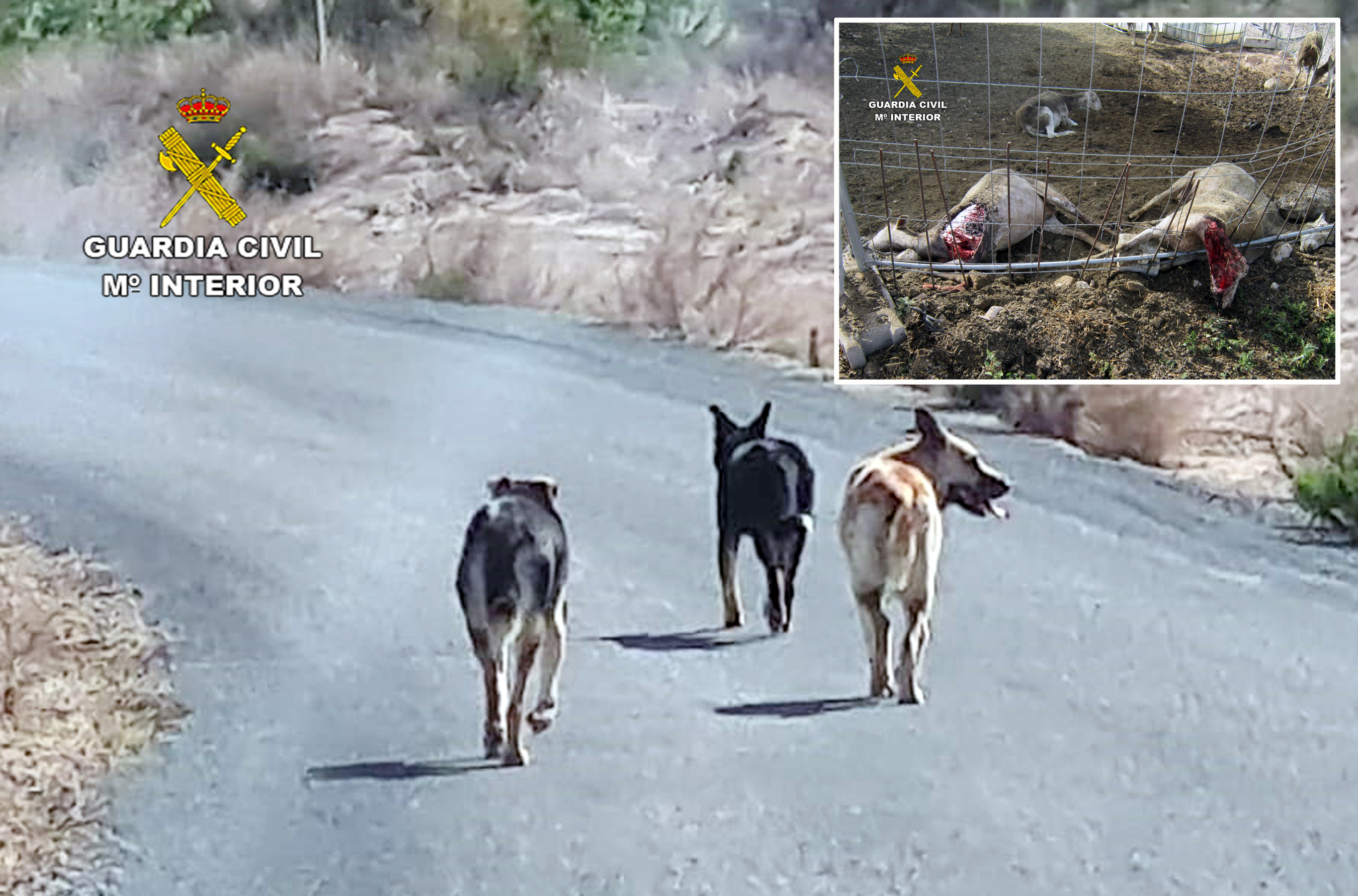 20230817 OP TROISLOUPS ABANDONO ANIMAL 02