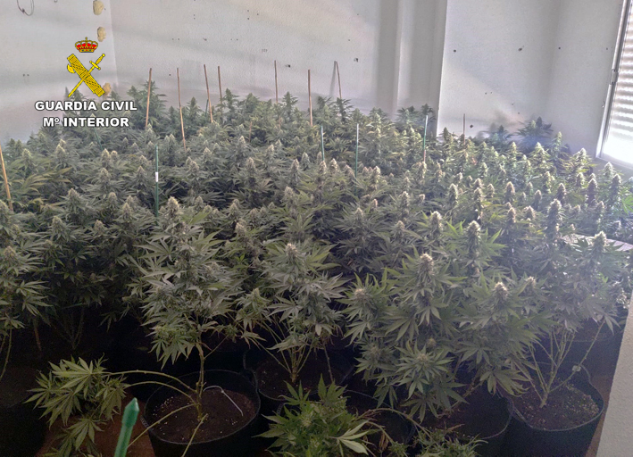 20231018 MARIHUANA FORTUNA 01