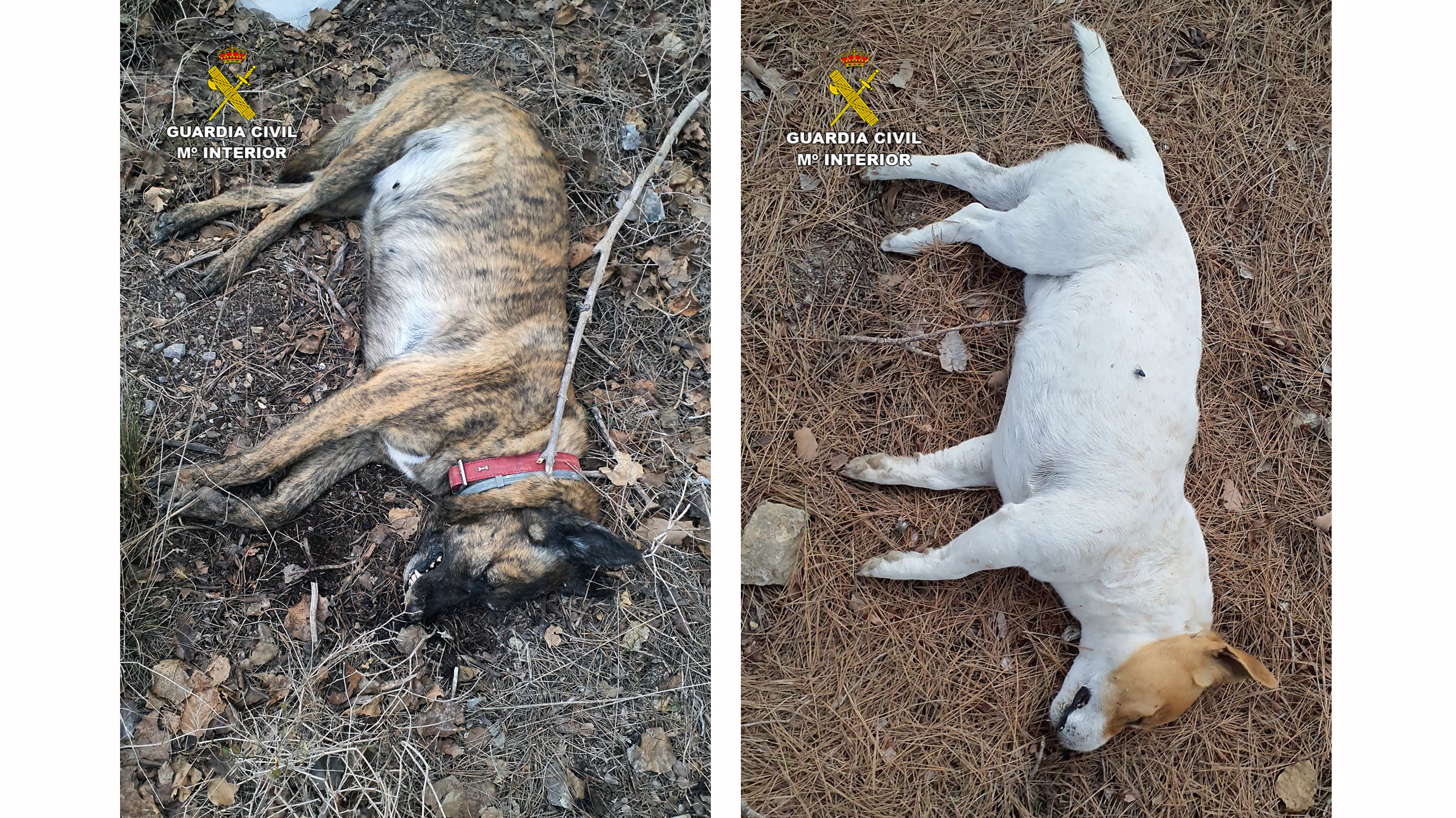 20231214 INVESTIGACION COTO ULEA 01