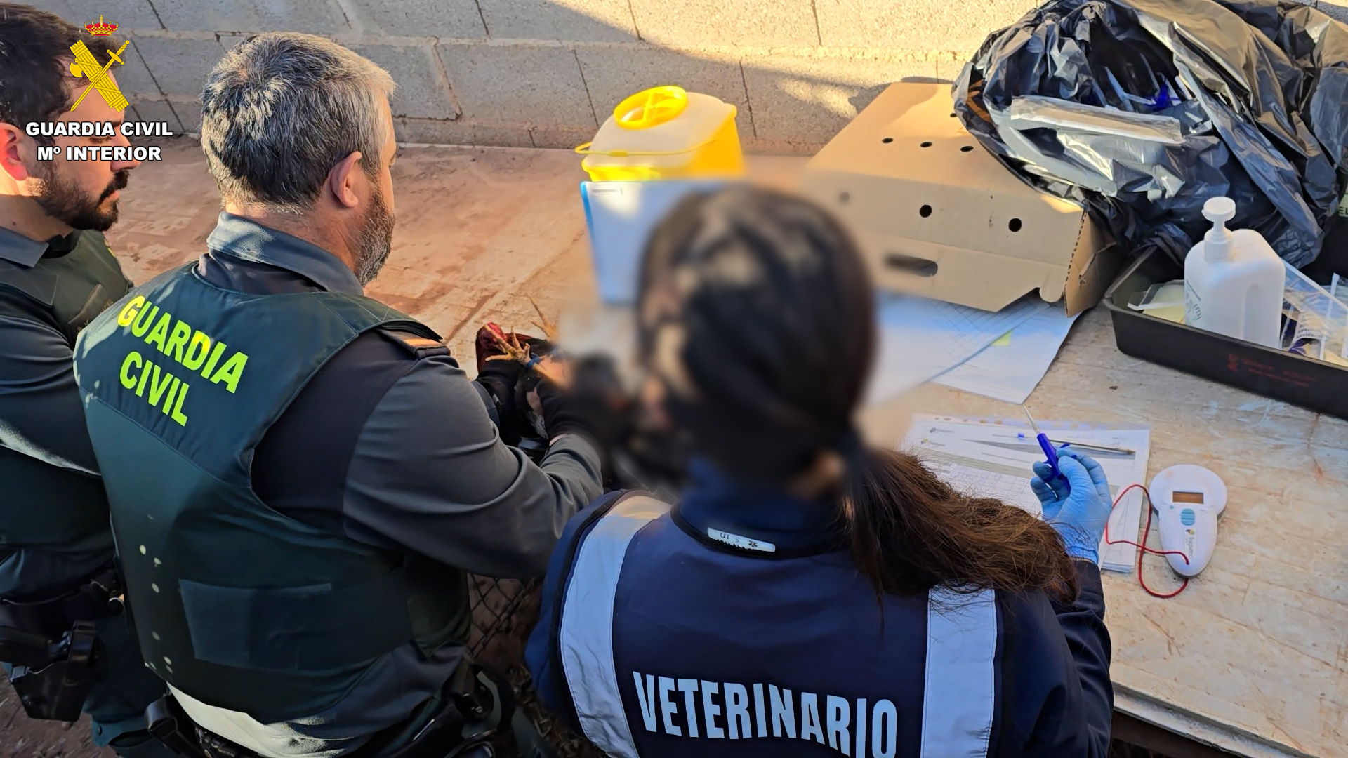 2024 06 08 Gallos Valencia 05