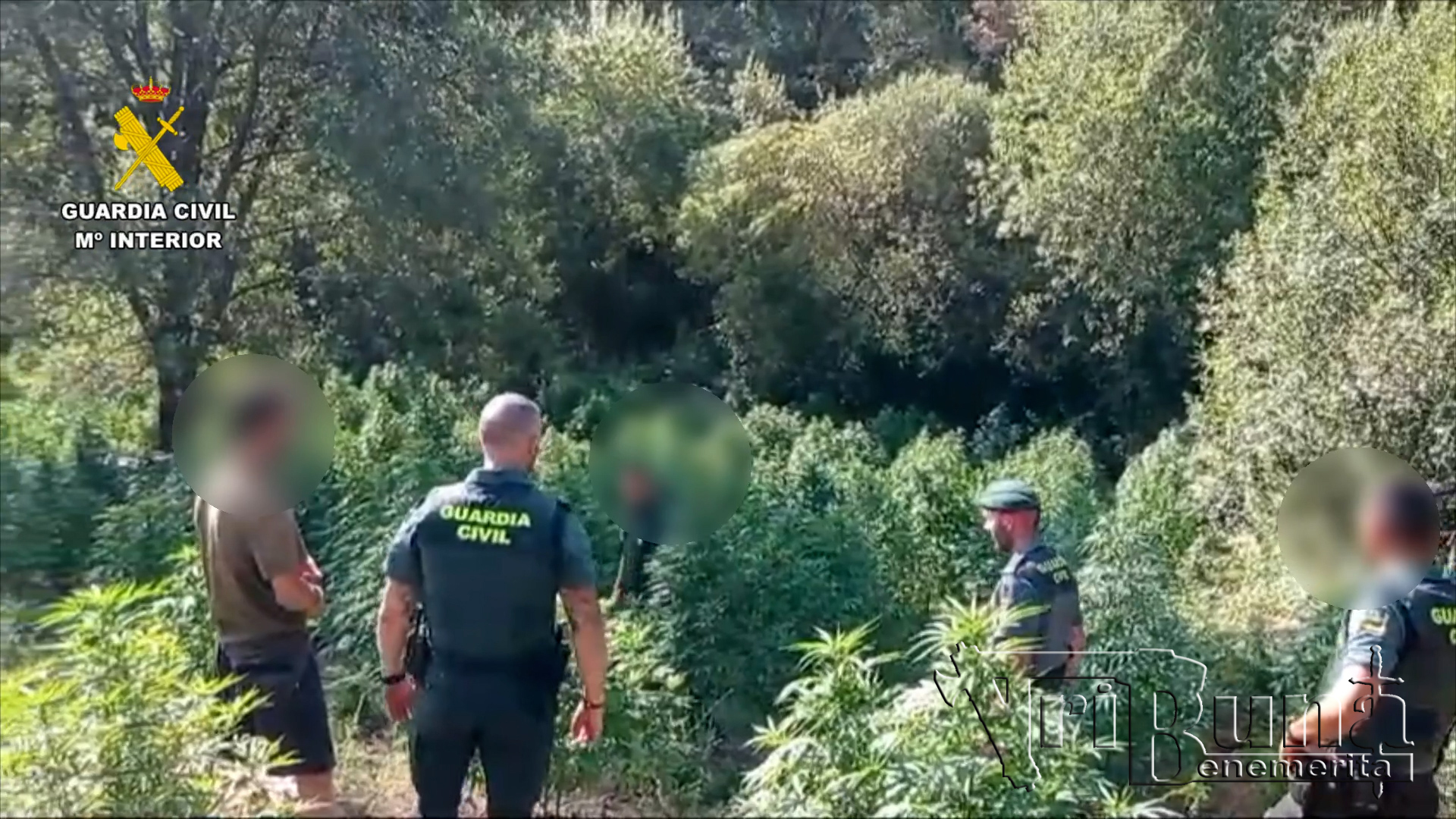 2024 08 23 plantacion marihuana caceres 03