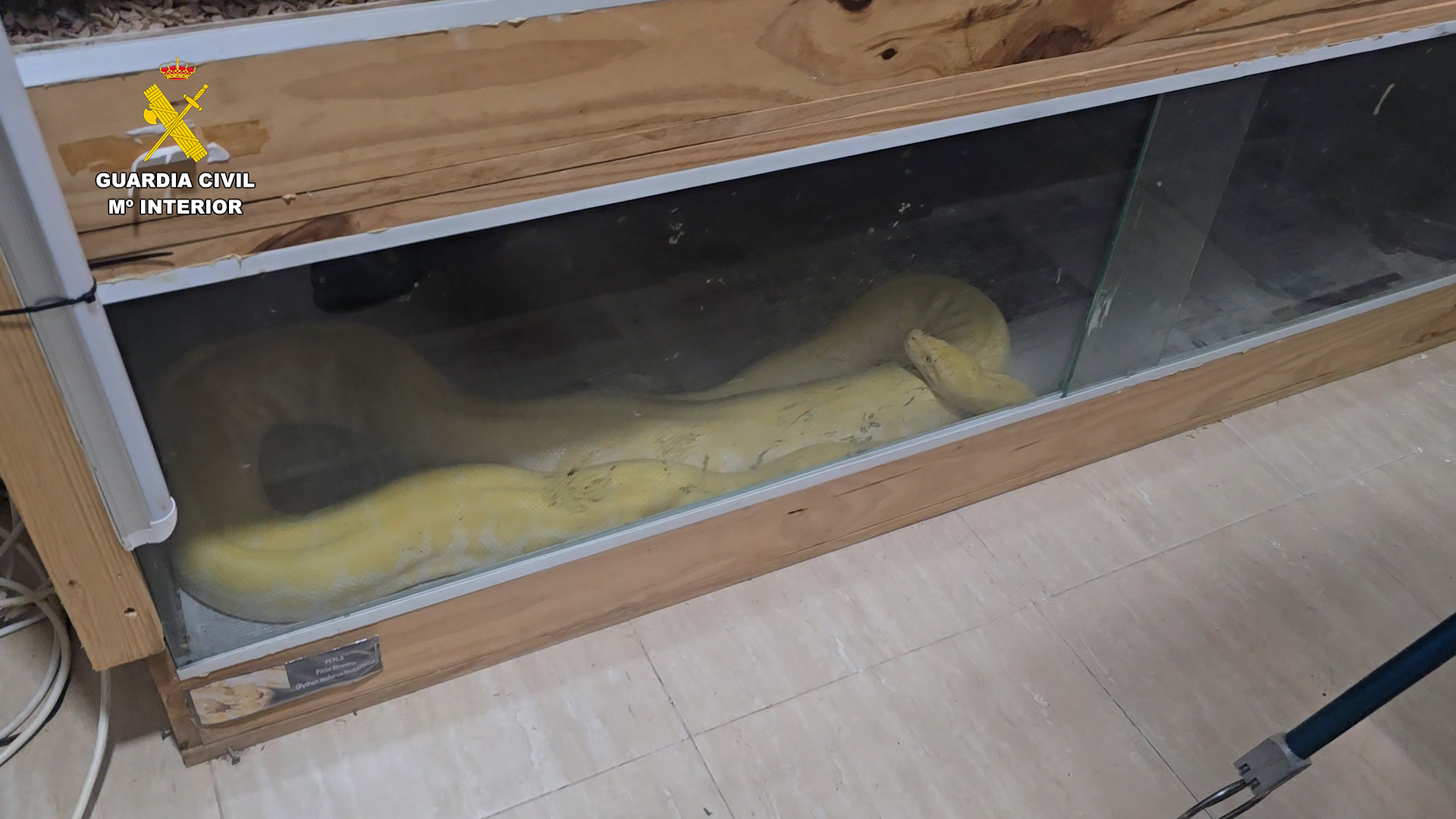 2024 11 10 Incautación serpientes 03