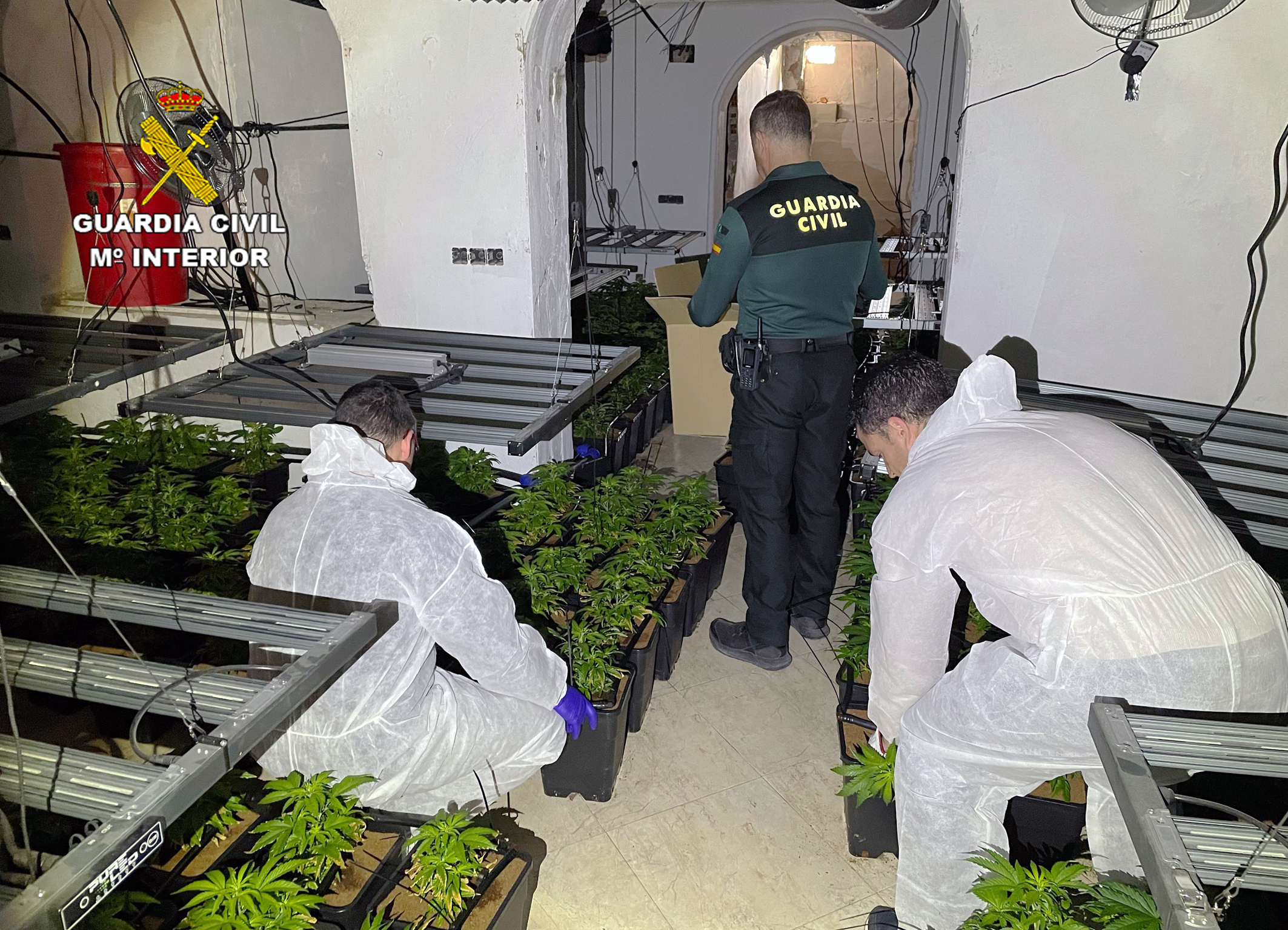 20240226 MARIHUANA ALGUAZAS LORQUI 03