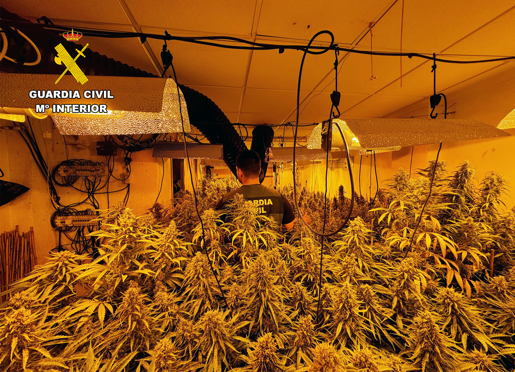 20240410 PLANTACION OP CORPUS MARIHUANA ARCHENA 01