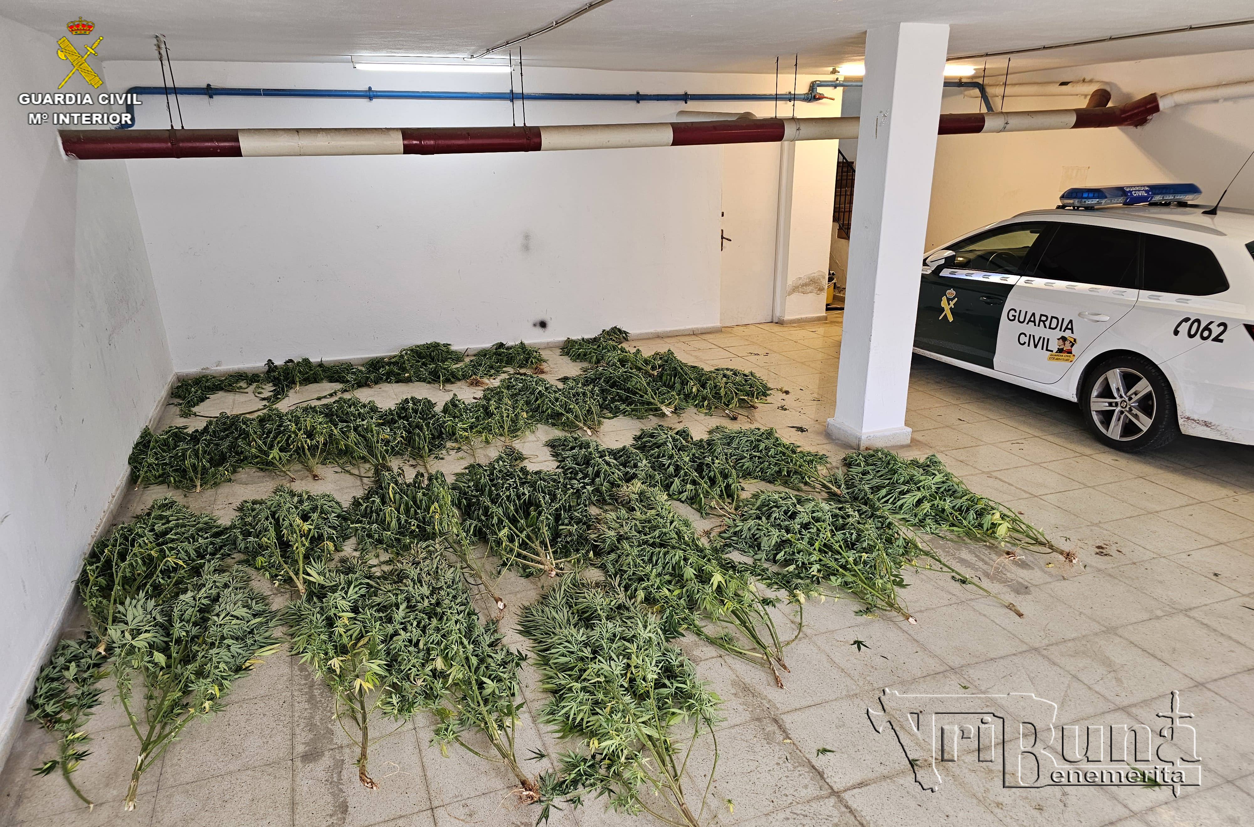 20240830 Plantación Menorca