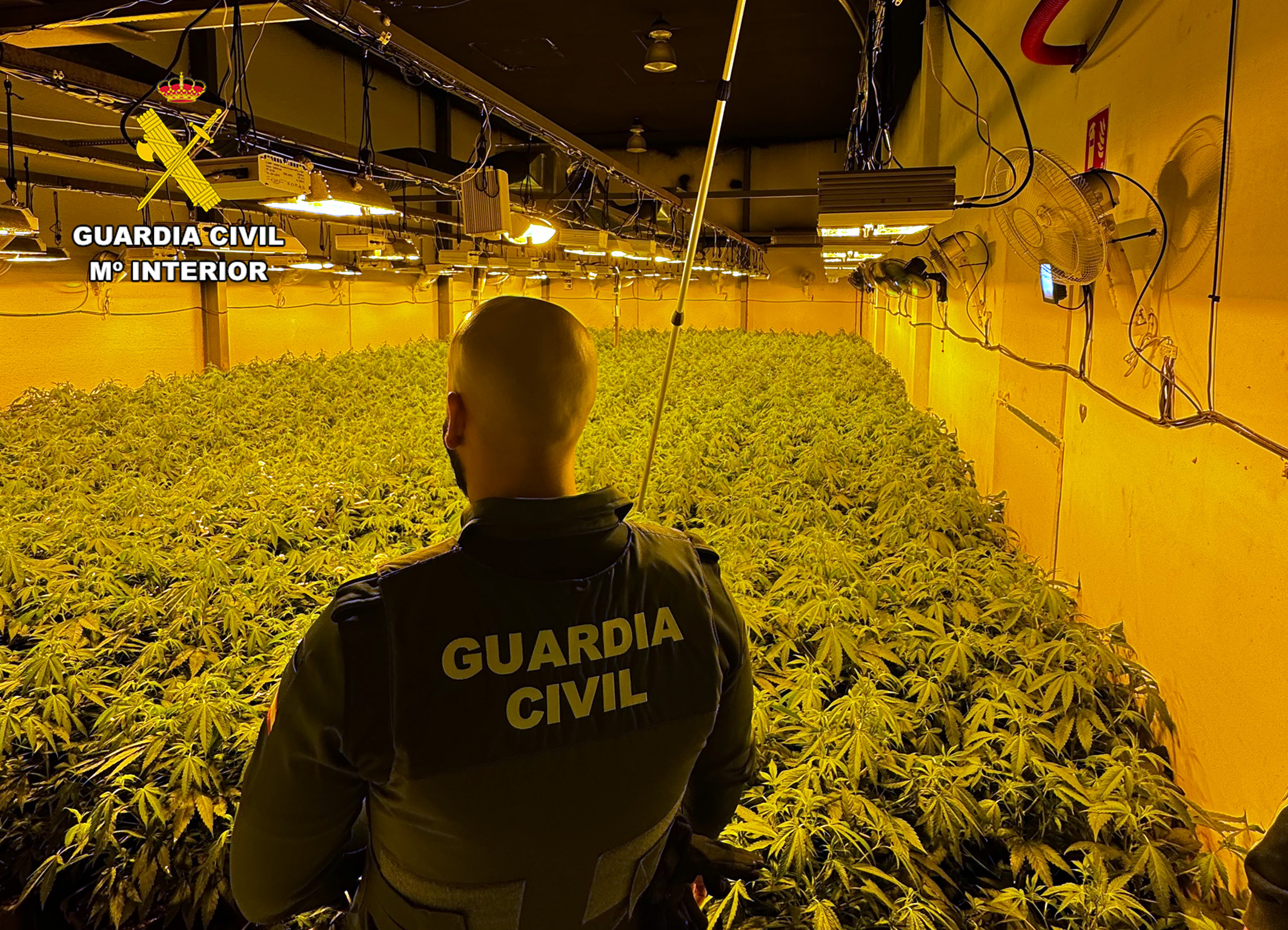 20250103 OP POLVORIA24 PLANTACION MARIHUANA ARCHENA 01