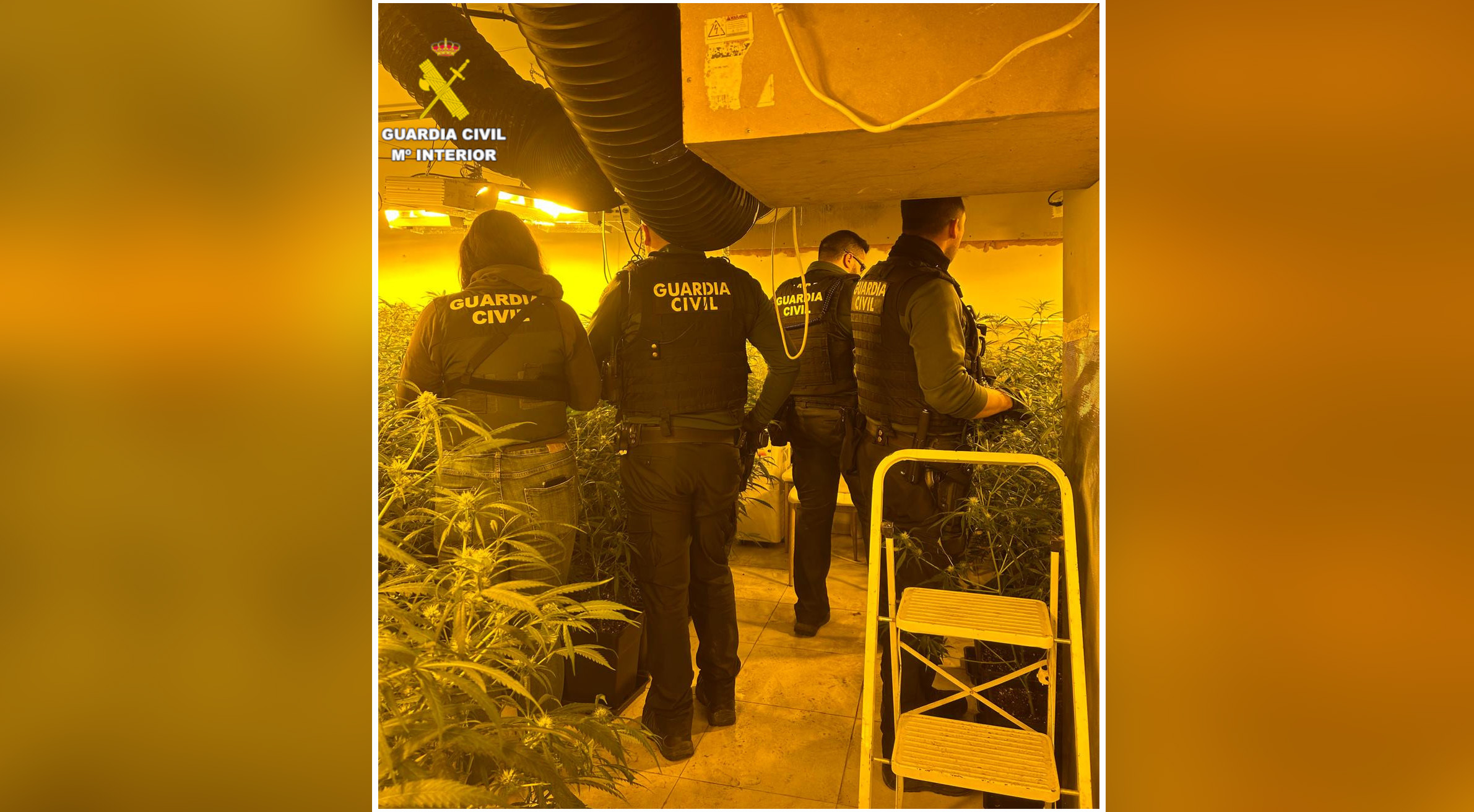 20250327 plantacion indoor