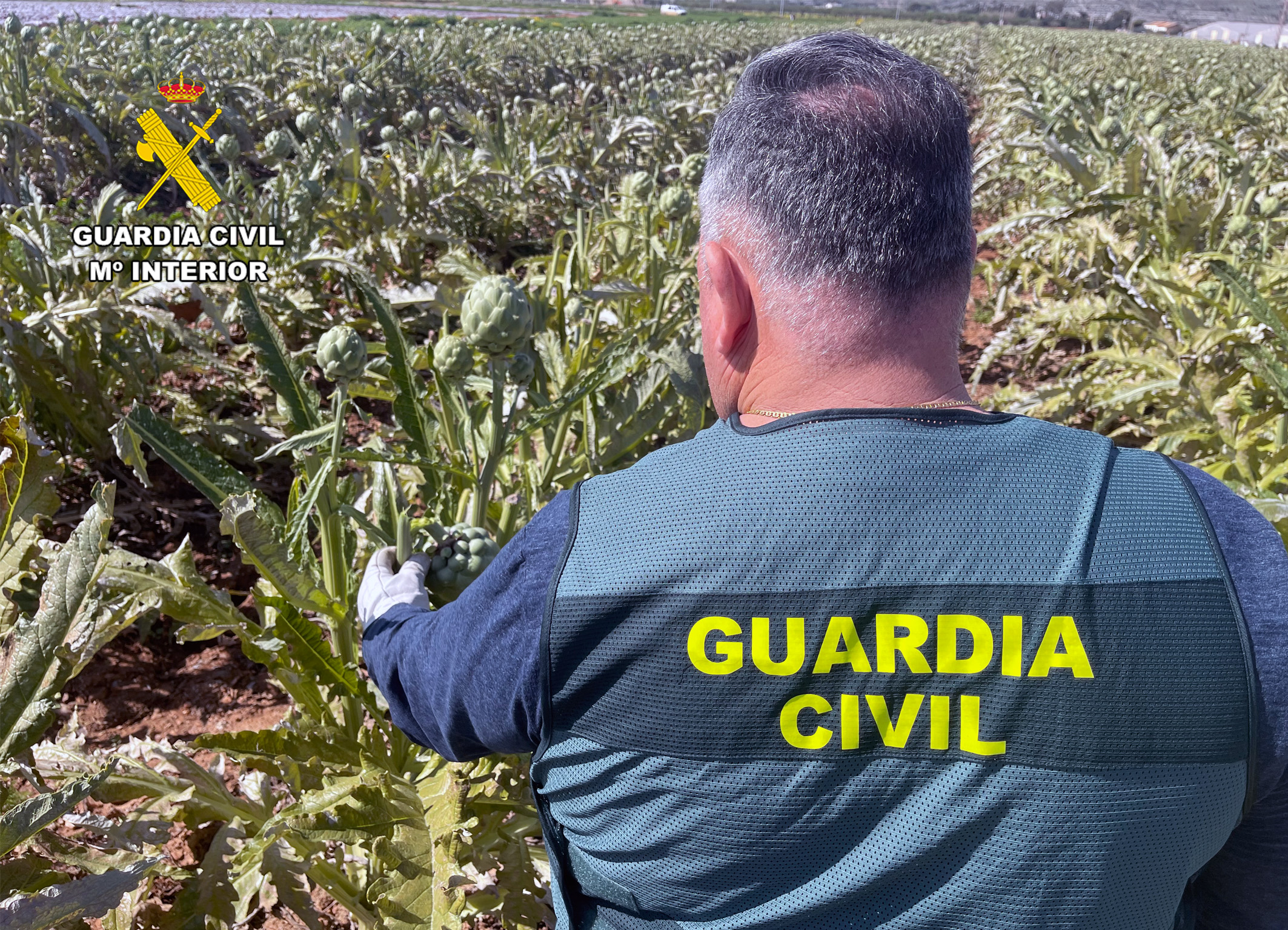 20250410 OP ALCANCIL DETENIDOS HURTO ALCACHOFAS ROCA CT 01