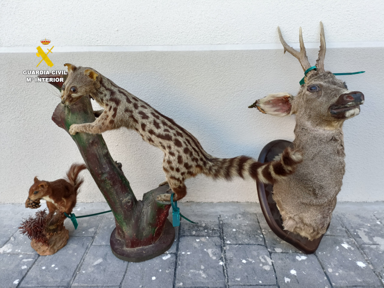 20250410 Seprona Segorbe flora y fauna