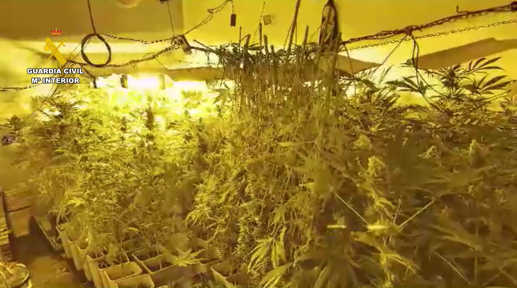 20250414 plantacion marihuana