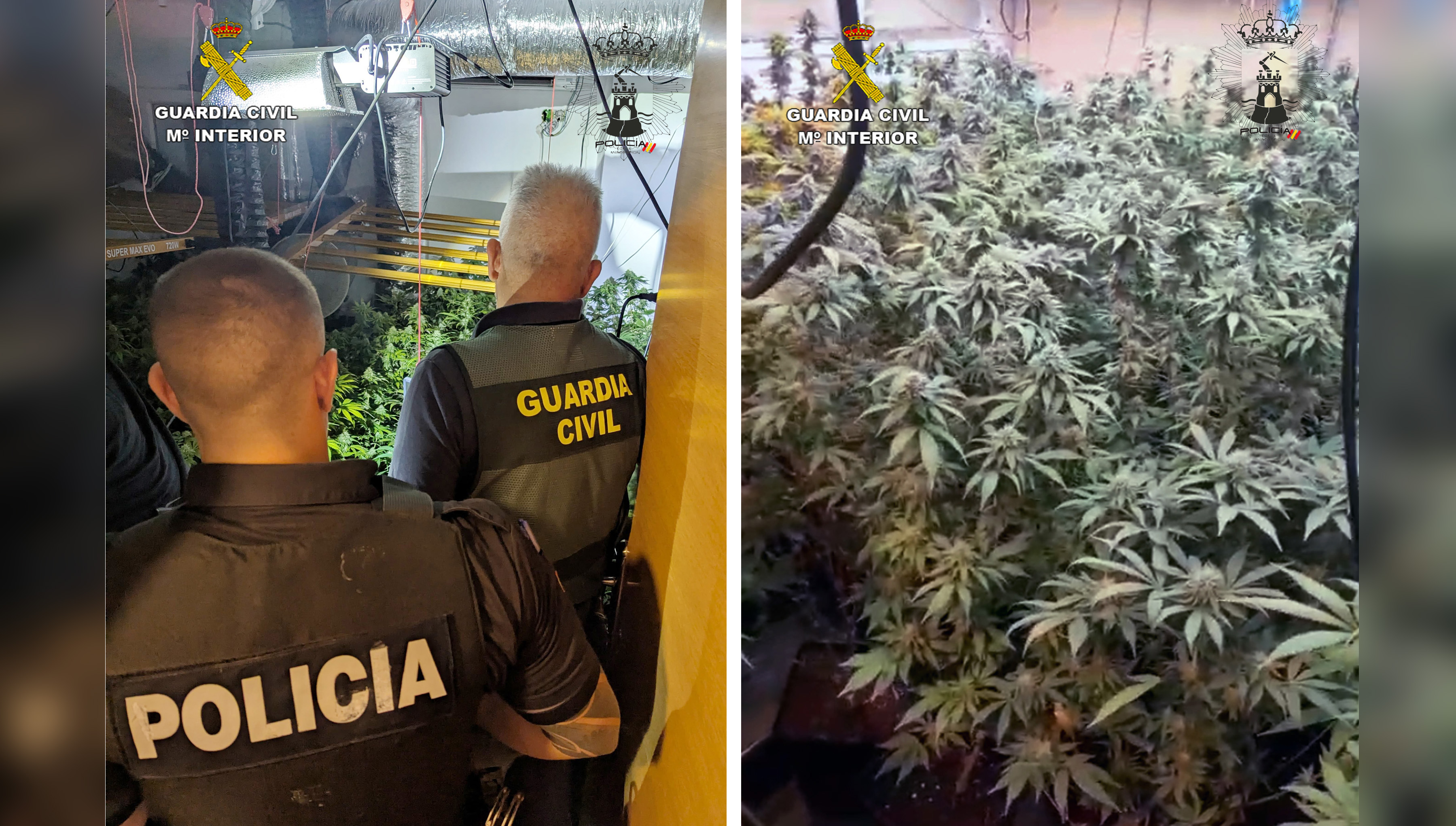 20250604 OP TIMORIA MARIHUANA MAZARRON 02