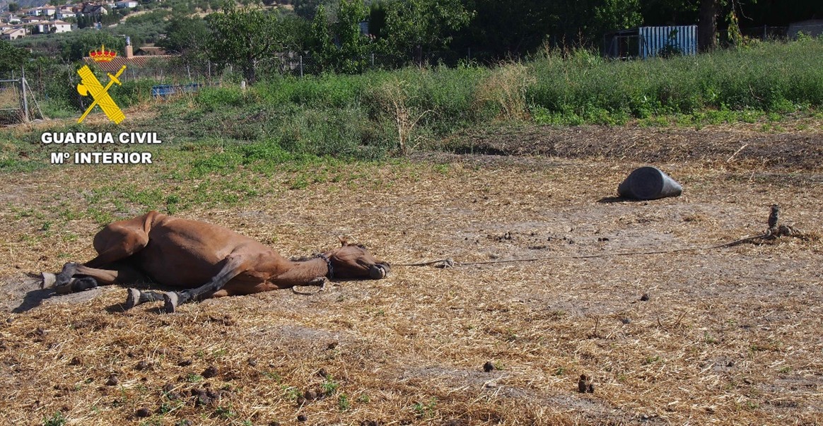 20250719 Caballo