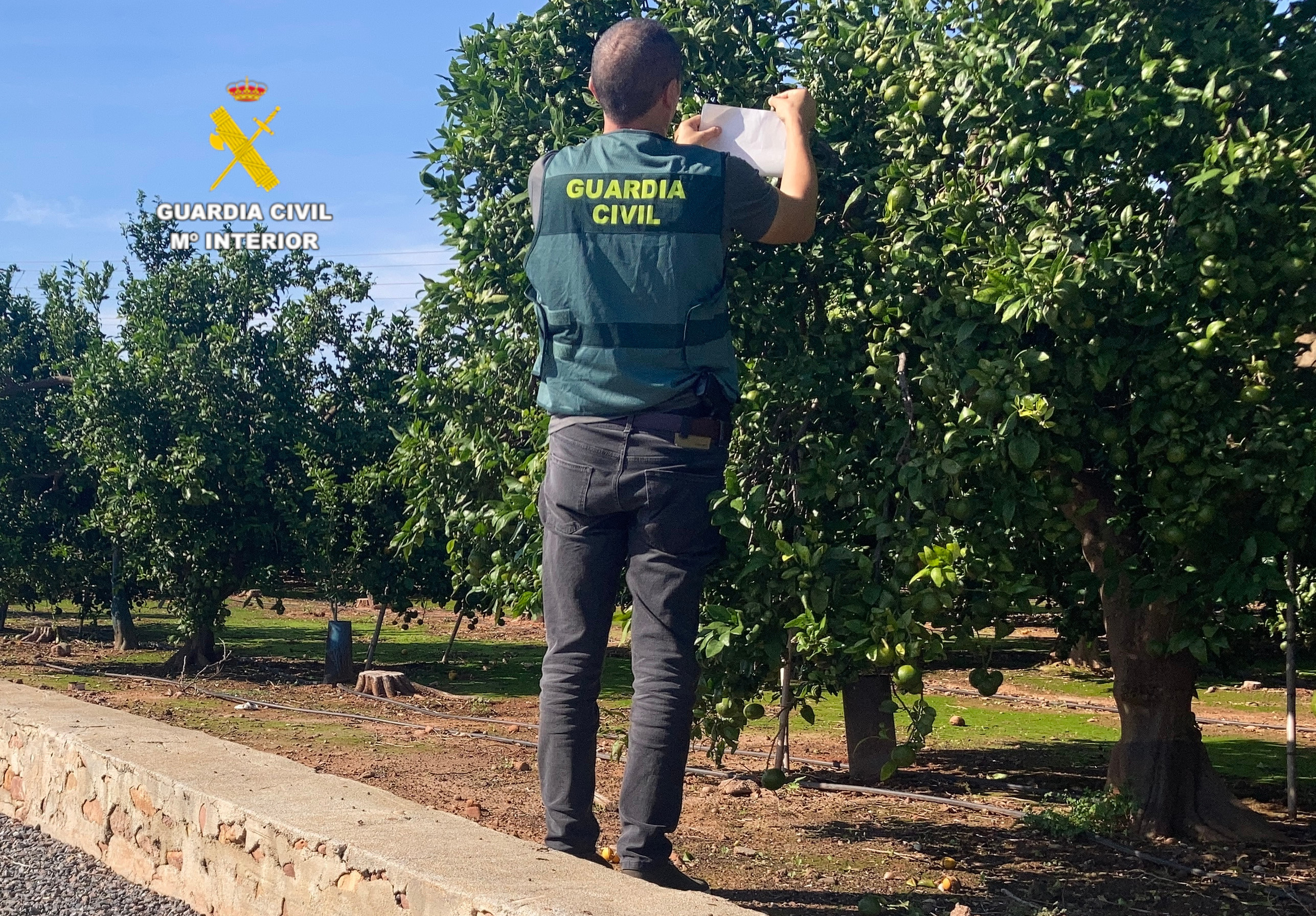 20251021 roca burriana mandarina