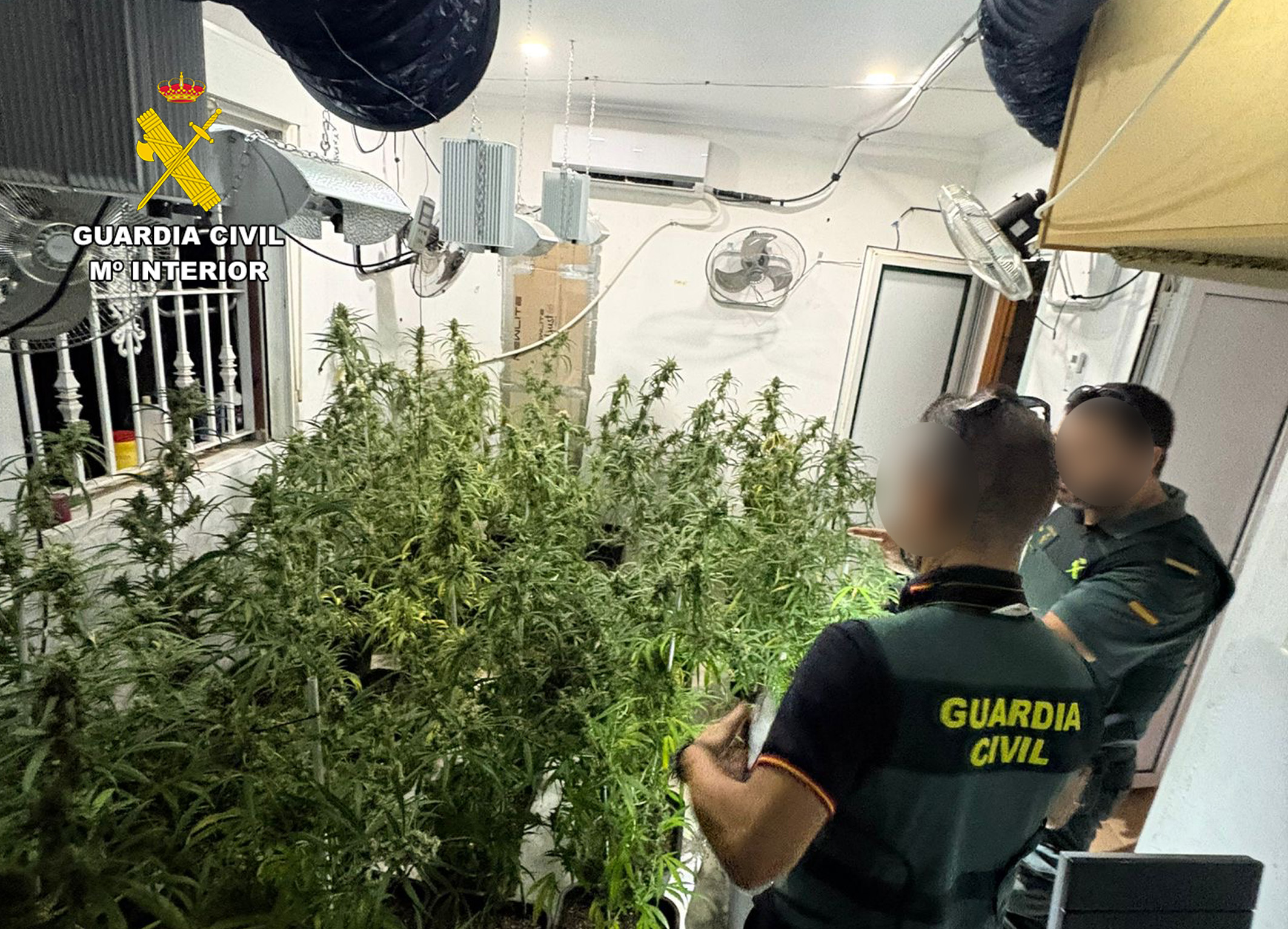 20251125 PLANTACION TRAFICO DROGA 02