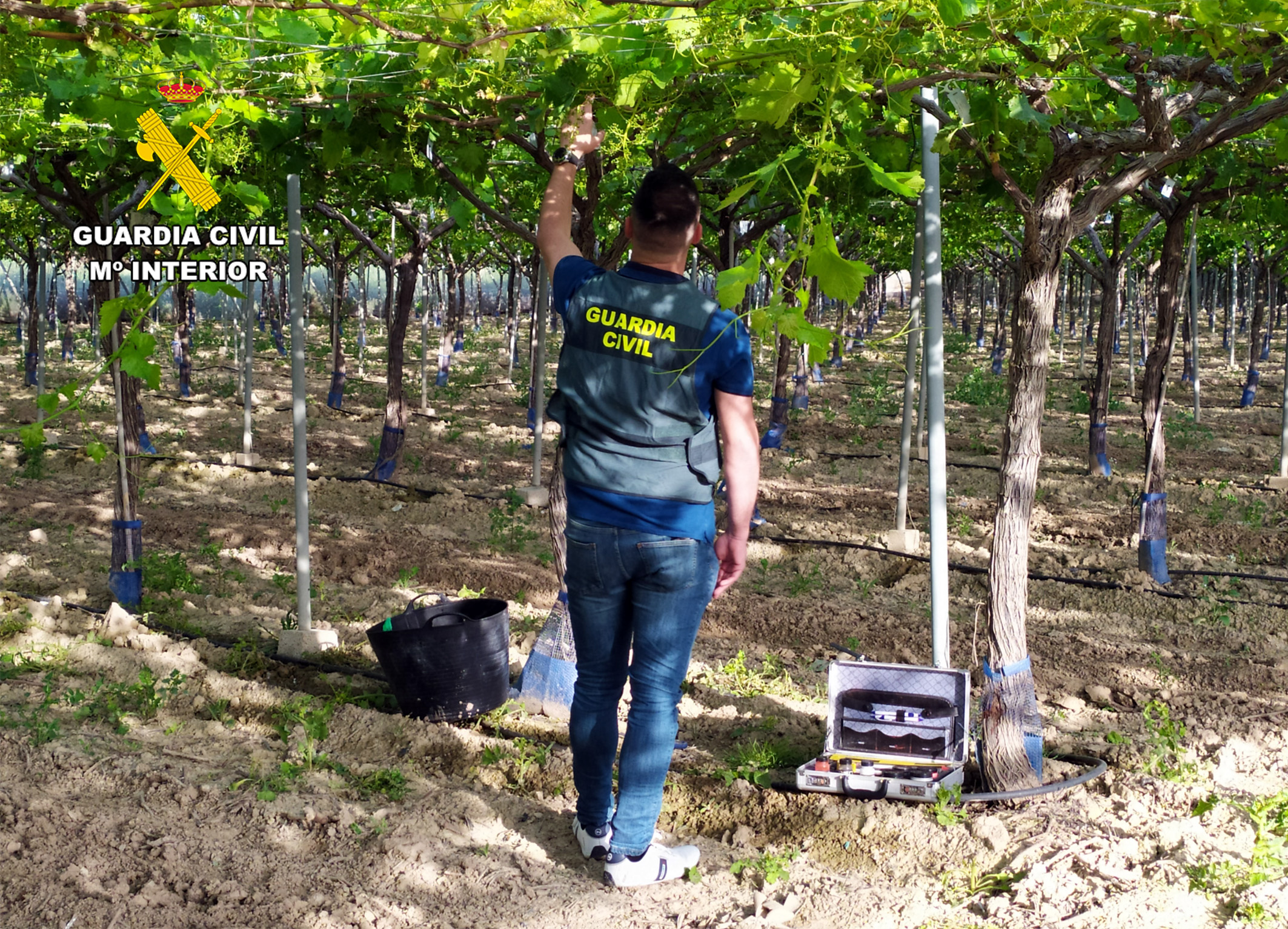 20260318 OP ROYALVID SUSTRACCION UVA GUADALENTIN ROCA 6 LC 01