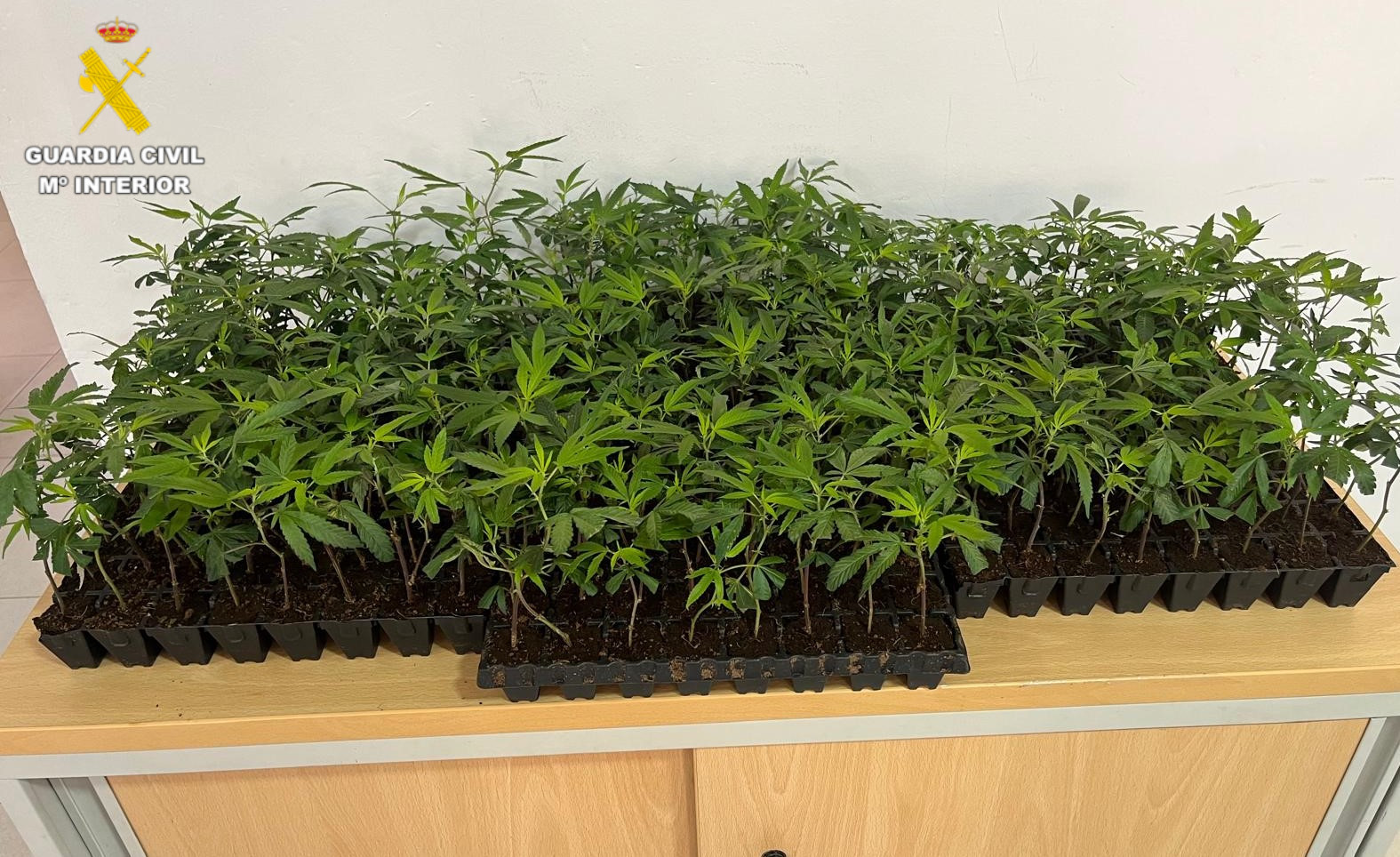 20260525. benicarlo marihuana 340