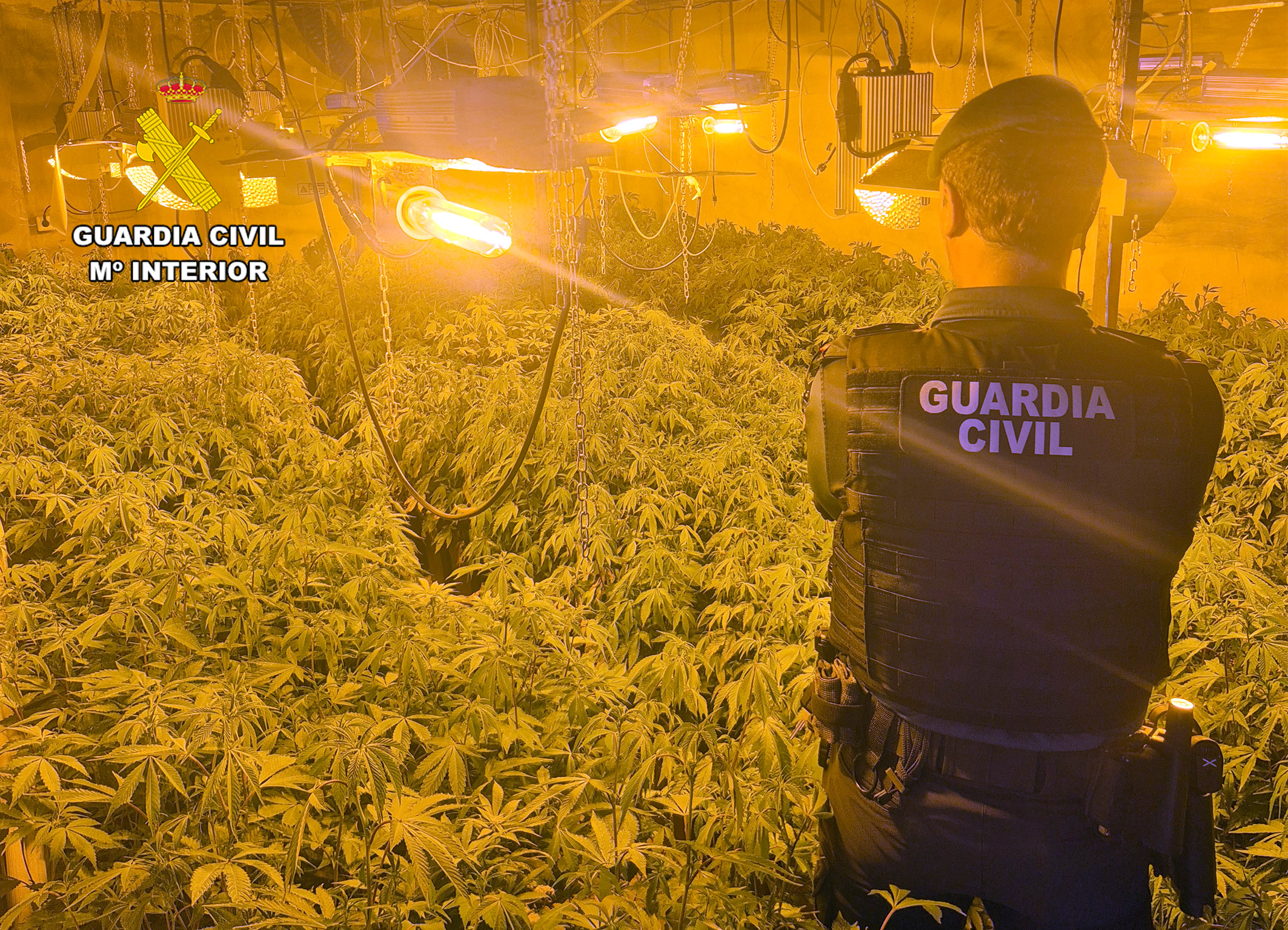 20260529 OP BATTUTO MARIHUANA ARCHENA 01