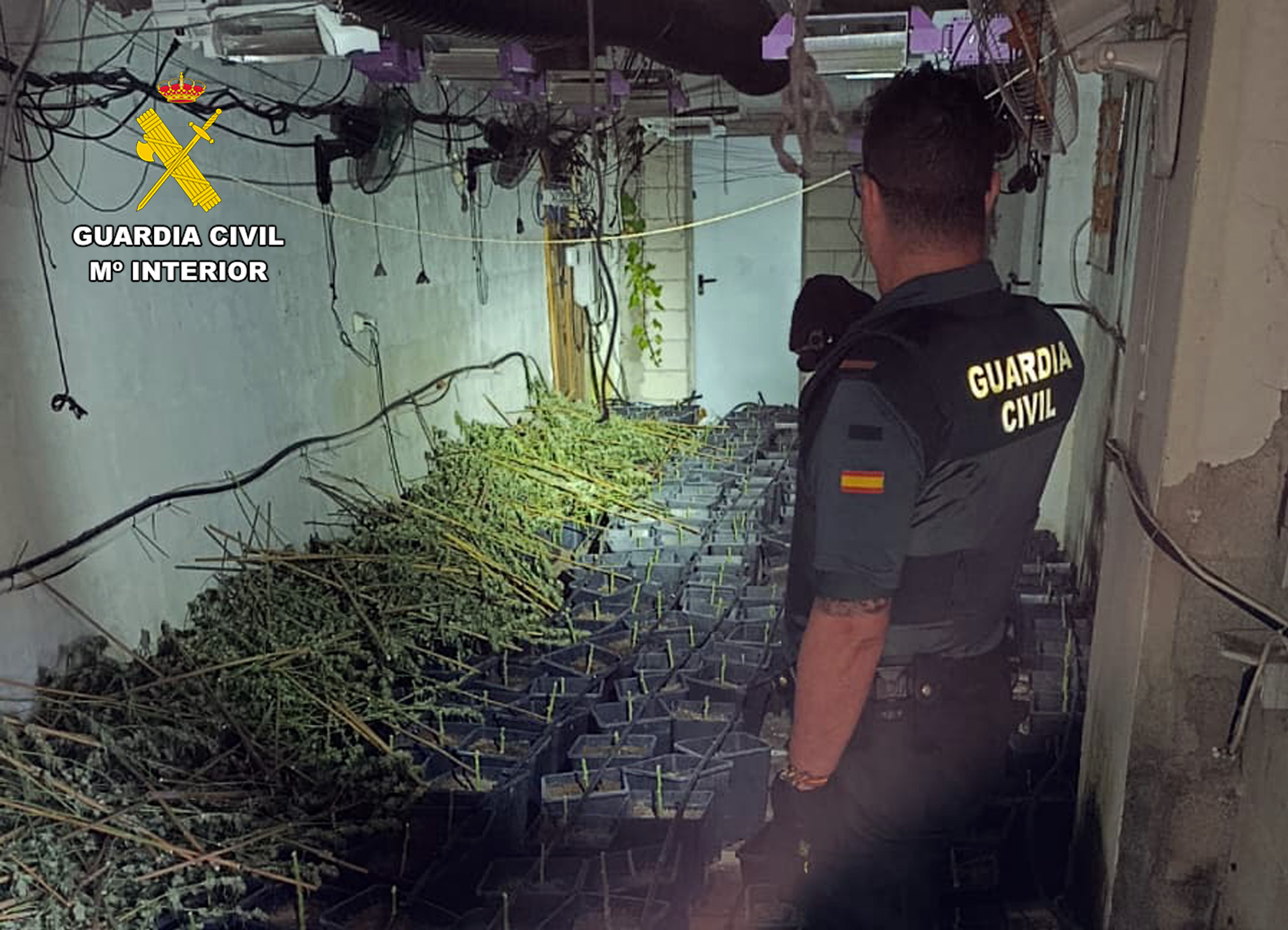 20260618 OP RUGAR CULTIVO MARIHUANA CEHEGIN 03