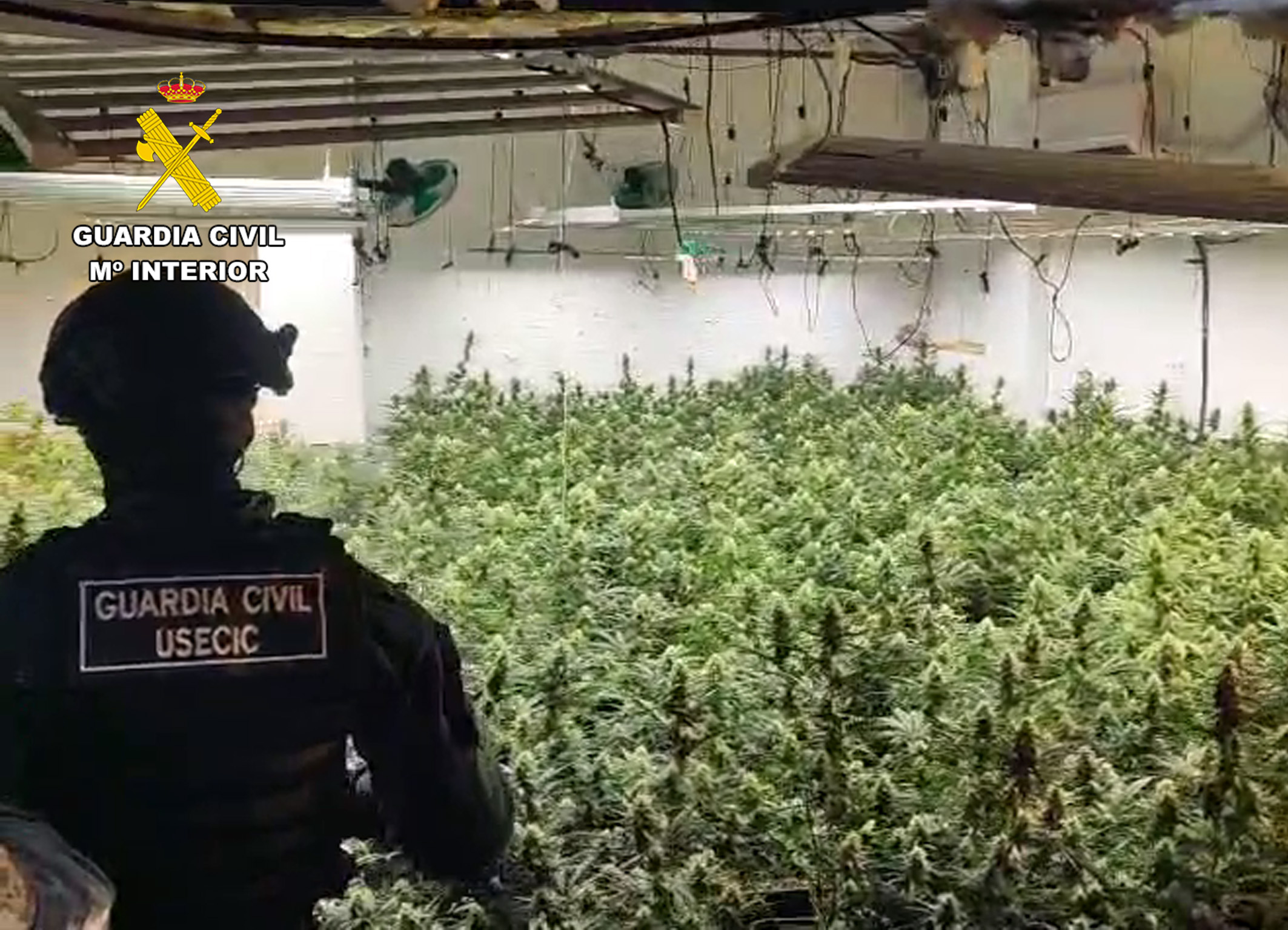 20260626 OP GRENGUIP MARIHUANA SAN JAVIER 06
