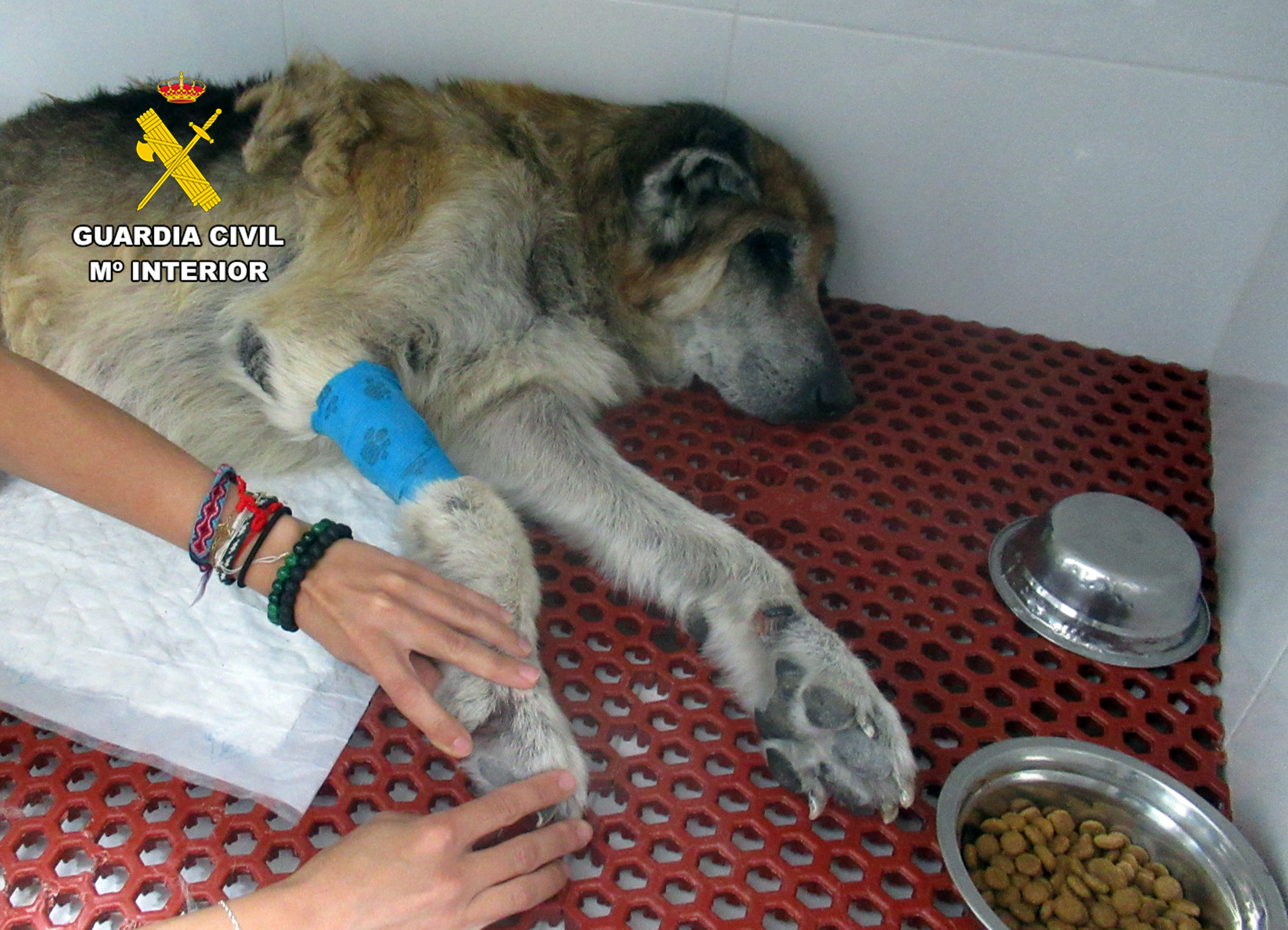 20260729 INVESTIGADO MALTRATO ANIMAL MAZARRON PPN AG 02