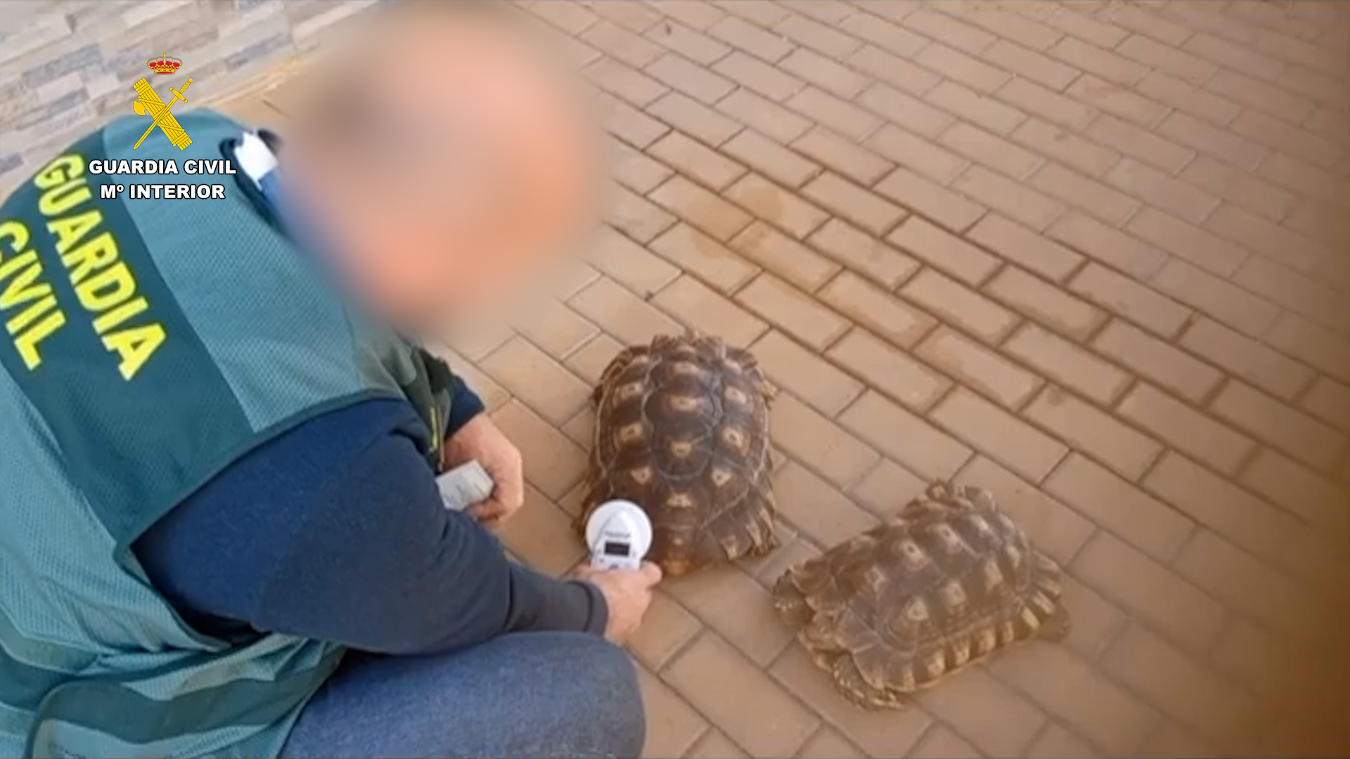 25 03 2025 op faunus malaga 02