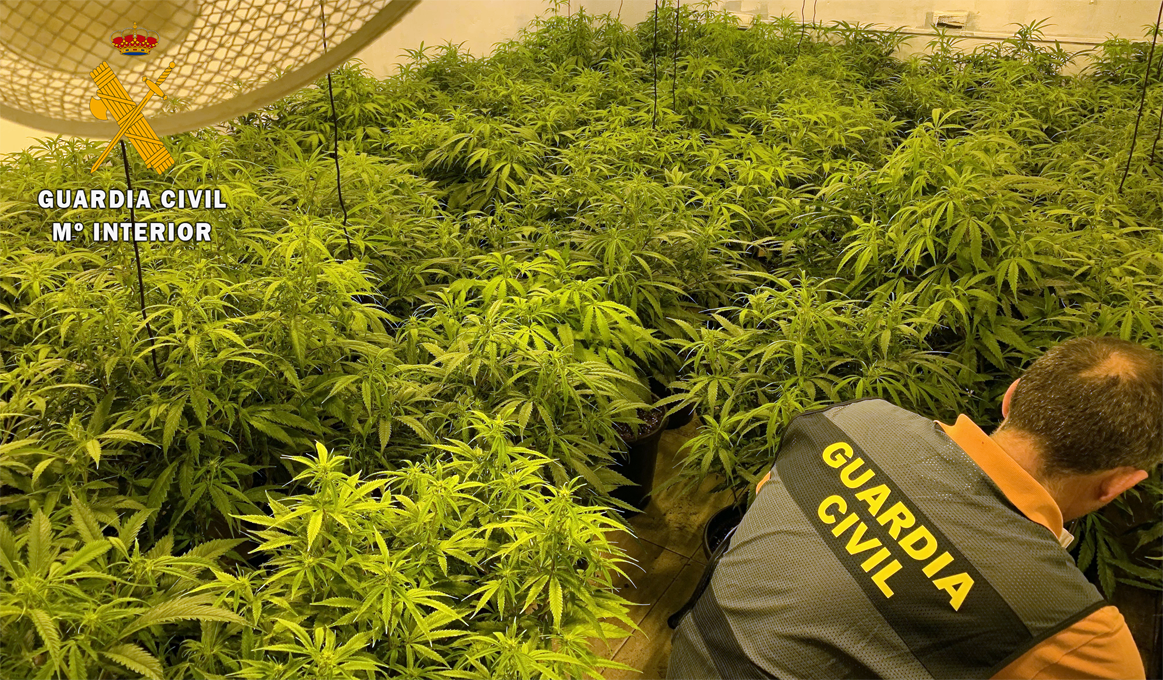 33 albacete plantación