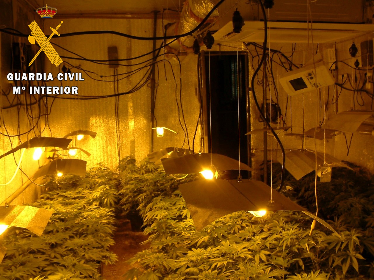 44 almeria plantacion