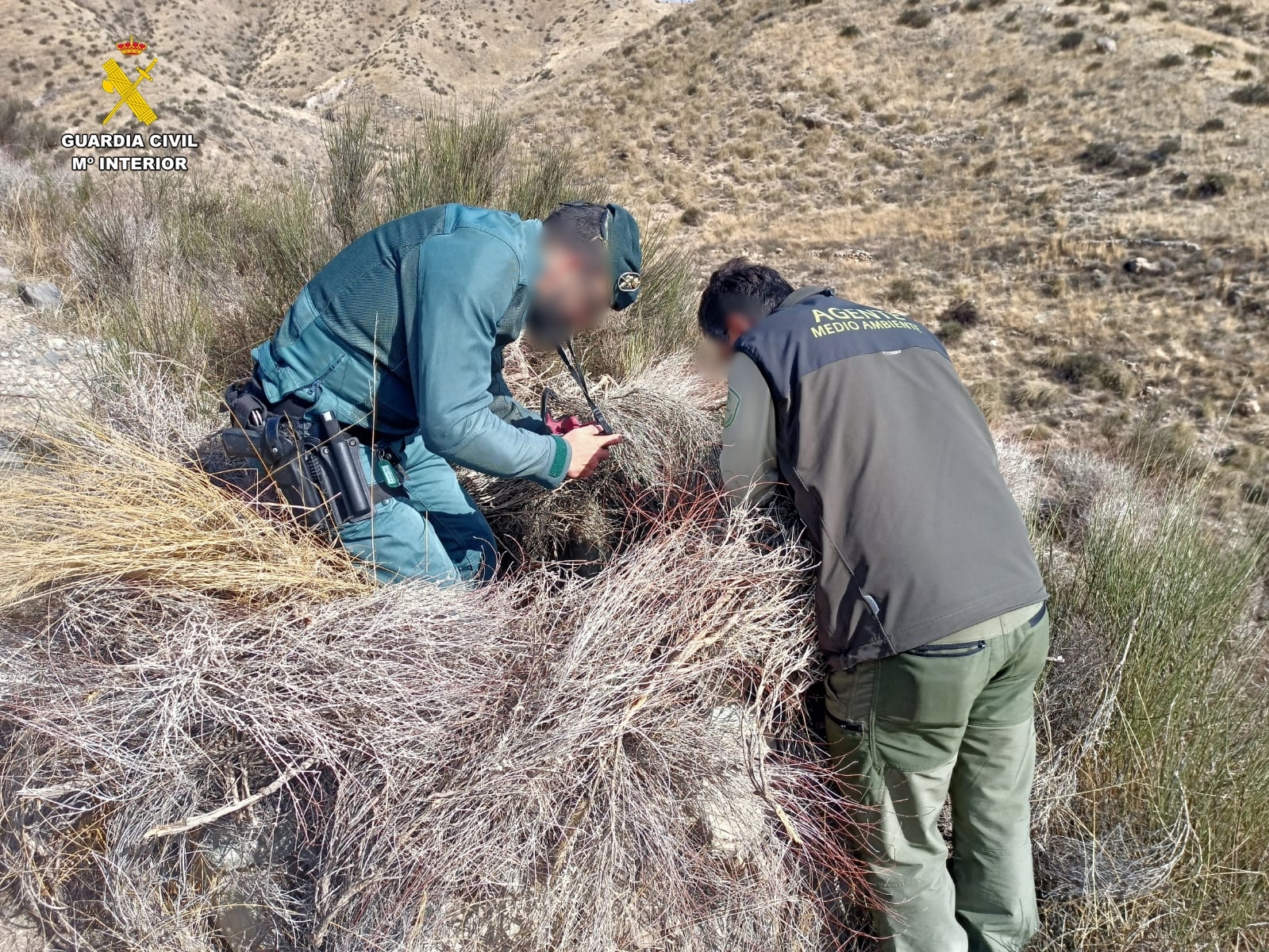 AL 20230224 INV1P DELITO CONTRA FAUNA AGUILA REAL ARBOLEAS SEPRONA 1