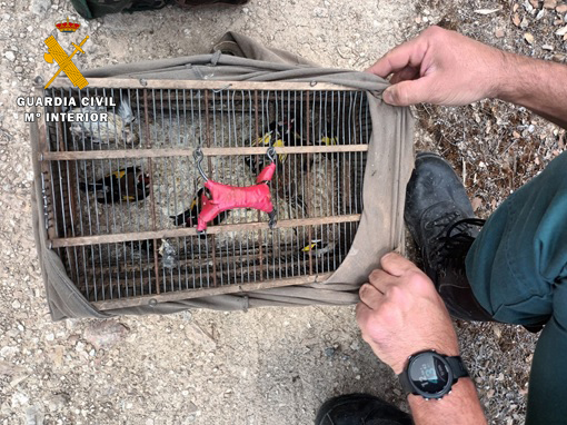 AVES FRINGILIDAS BAILEN