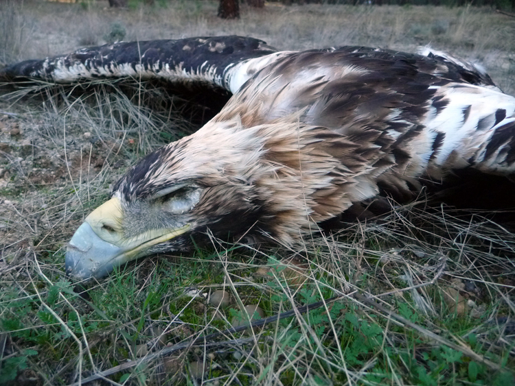 Aguila imperial muerta en M