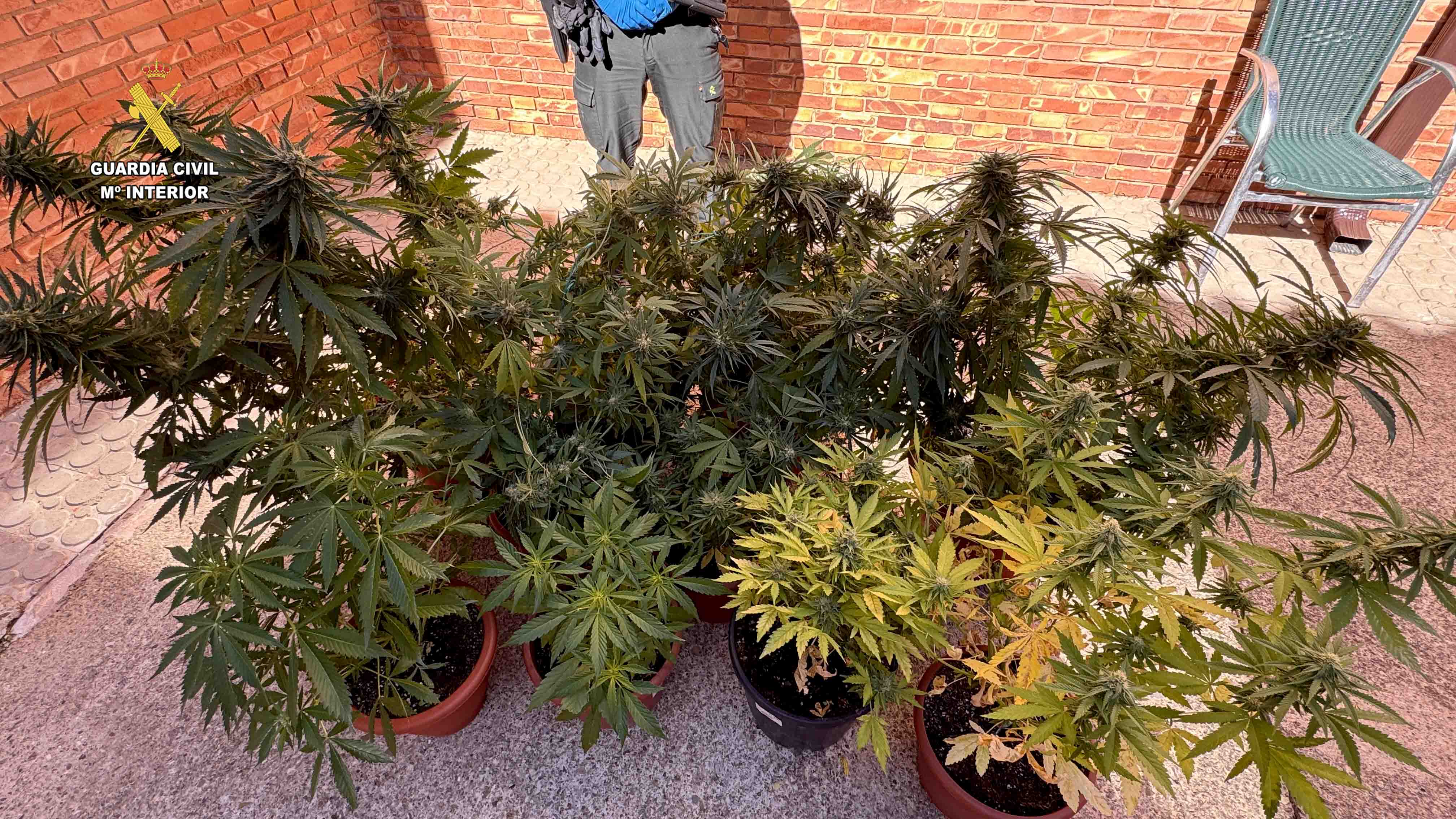 Albelda plantas marihuana ventana 1