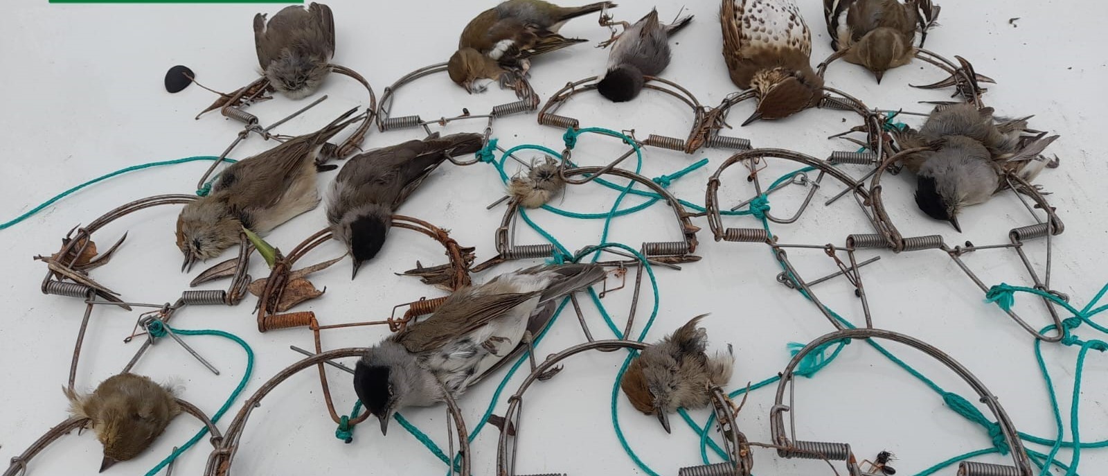 COSTILLAS Y PAJAROS 2.1