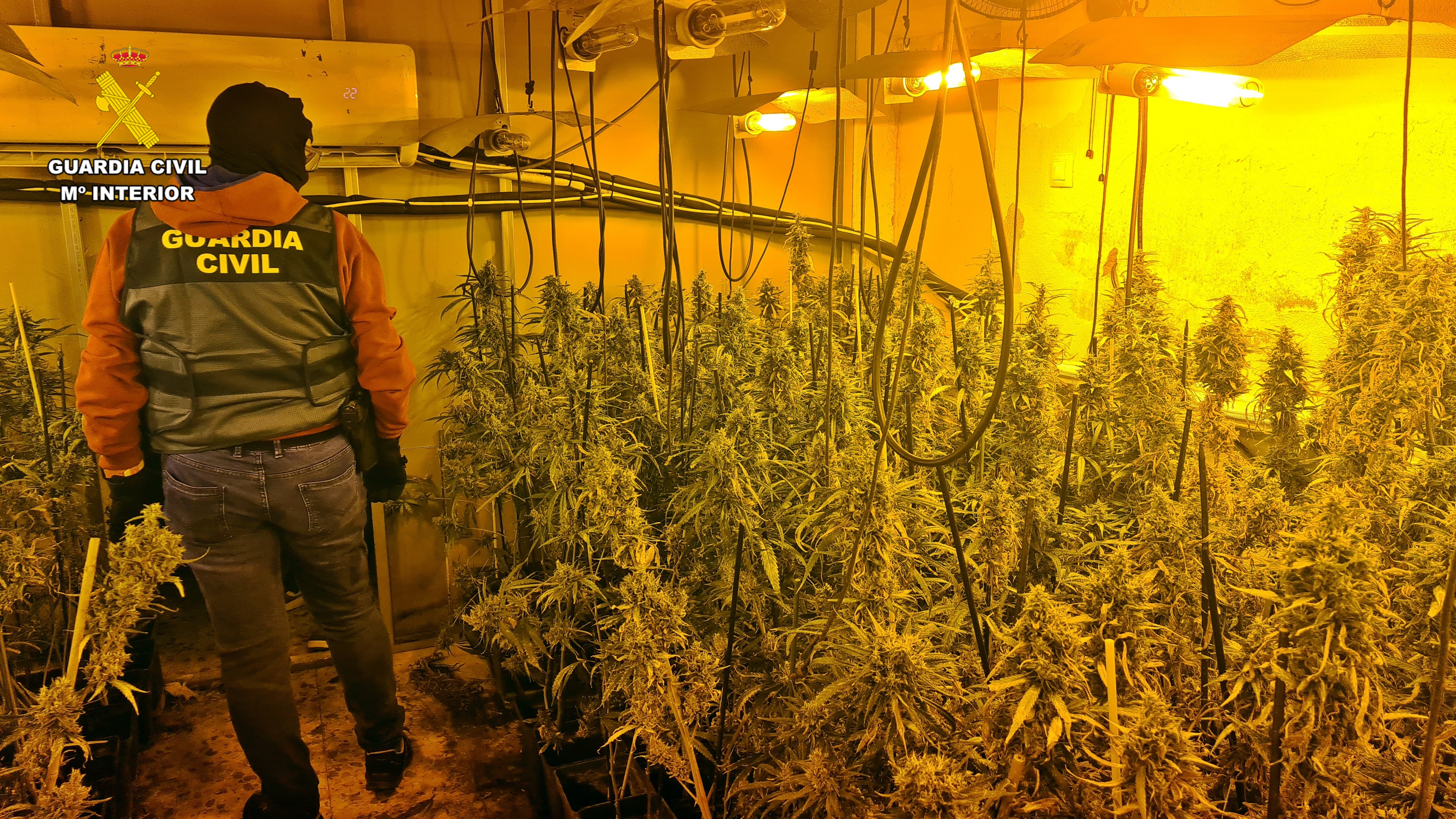 CULTIVO DE MARIHUANA 1